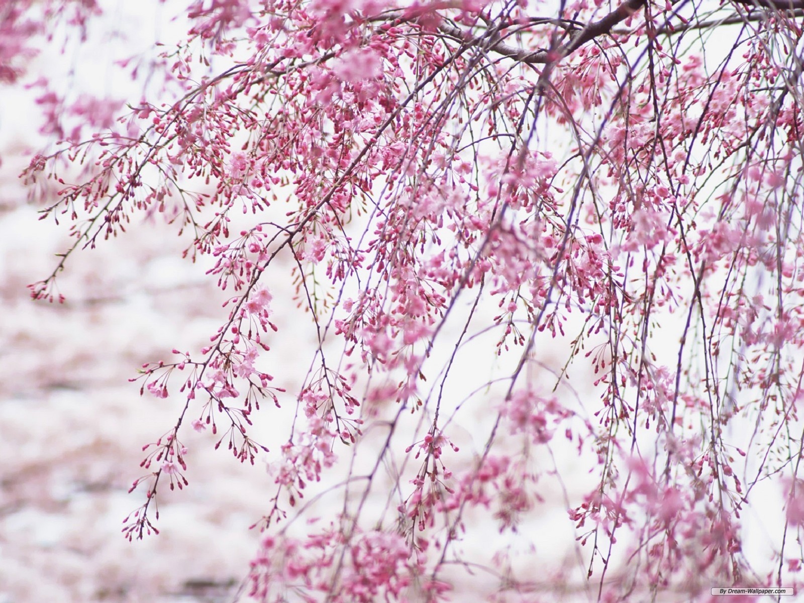 Free Cherry Blossom Wallpaper , HD Wallpaper & Backgrounds