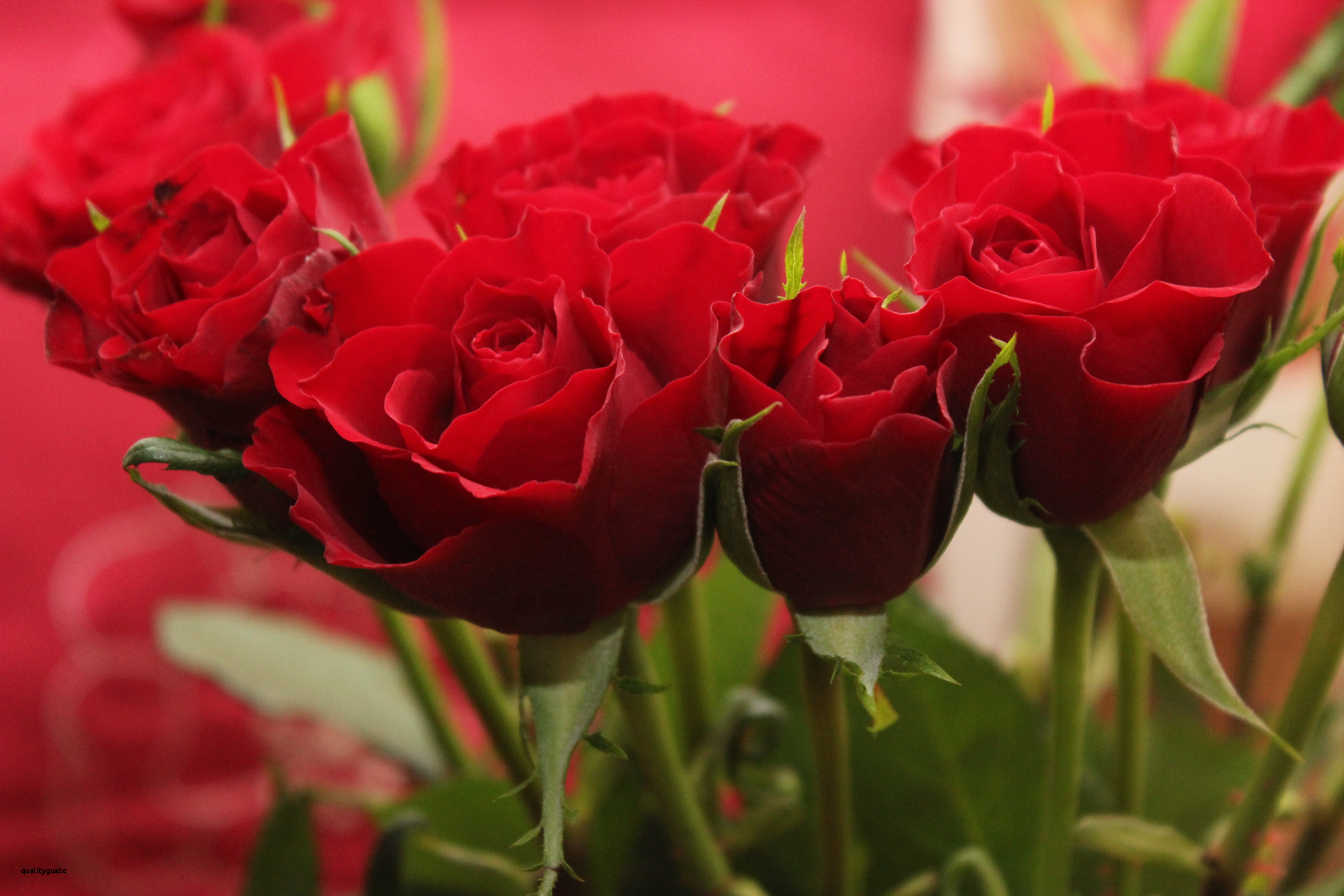 Cute Red Rose Flowers , HD Wallpaper & Backgrounds