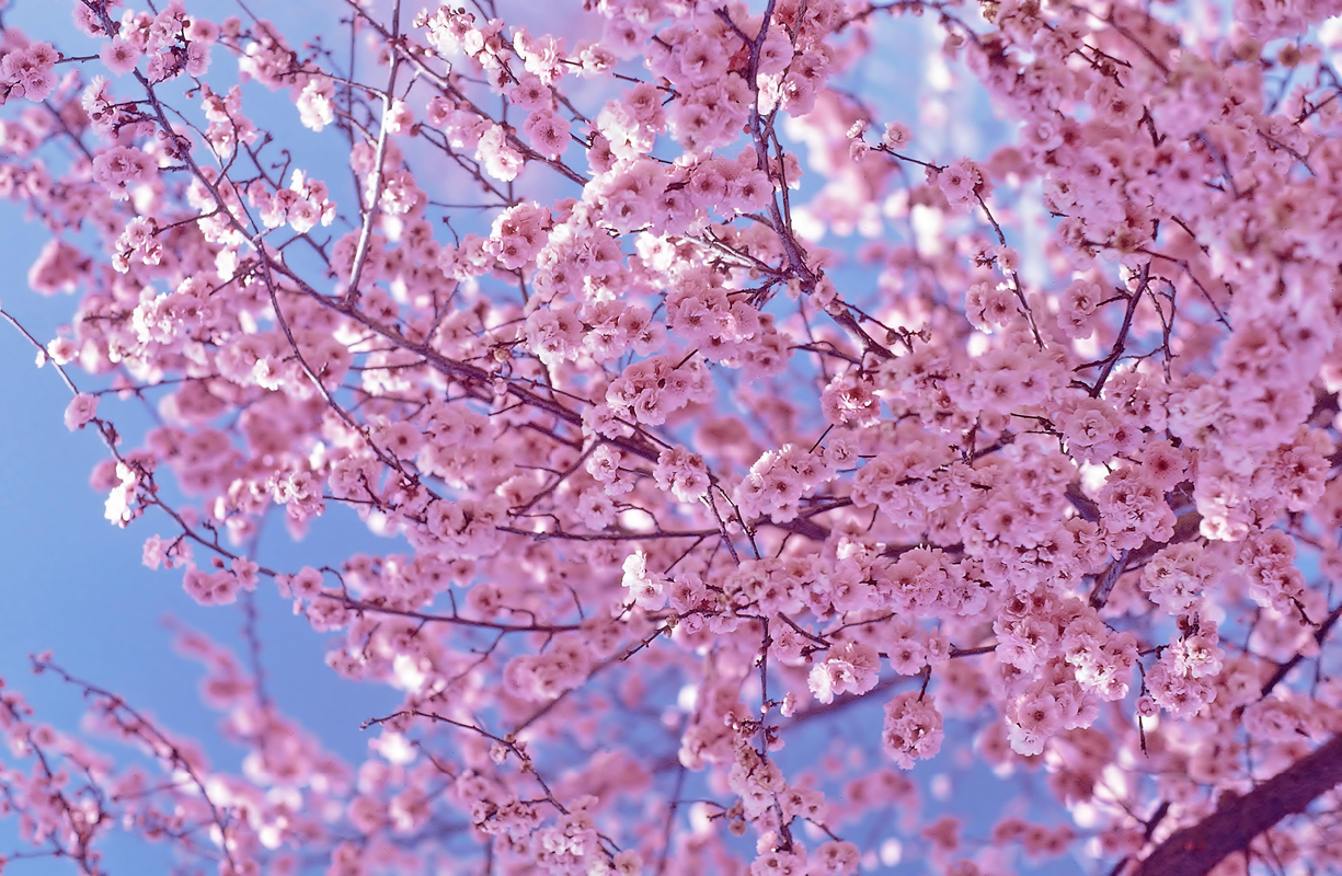 Cherry Blossom Images Beautiful Cherry Blossom ♡ Hd - Cherry Blossom Wallpaper Iphone , HD Wallpaper & Backgrounds