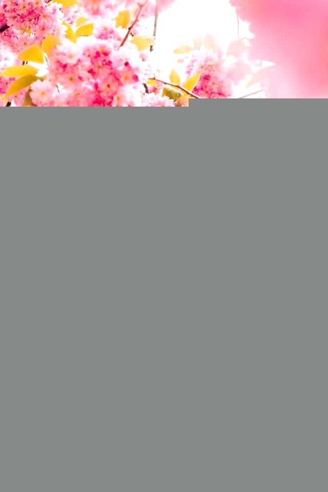 Japanese Cherry Blossom Wallpapers Wallpaper Anime - Bouquet , HD Wallpaper & Backgrounds