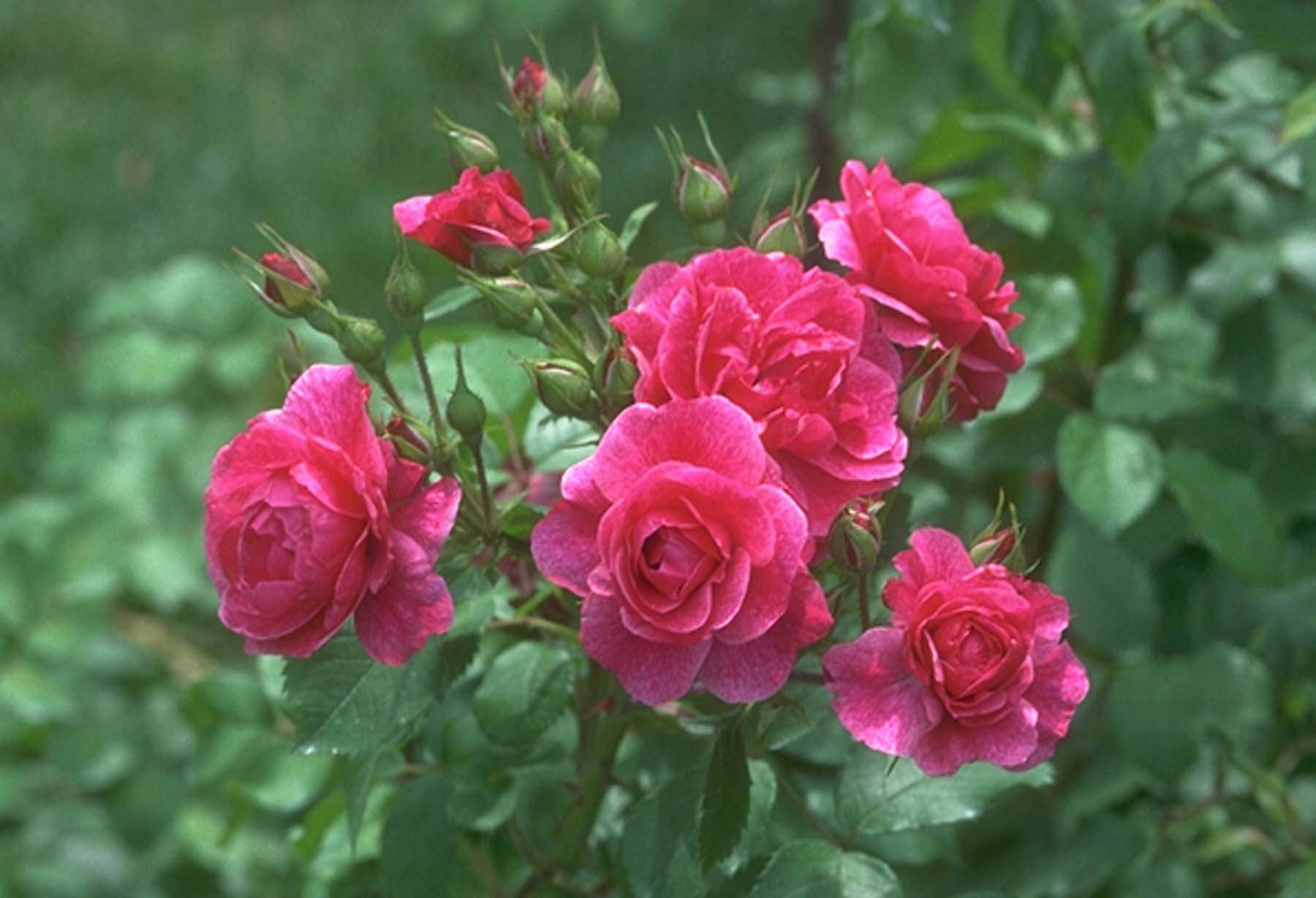 Beautiful Rose Flower Wallpaper - Natural Rose Flowers Images Hd , HD Wallpaper & Backgrounds
