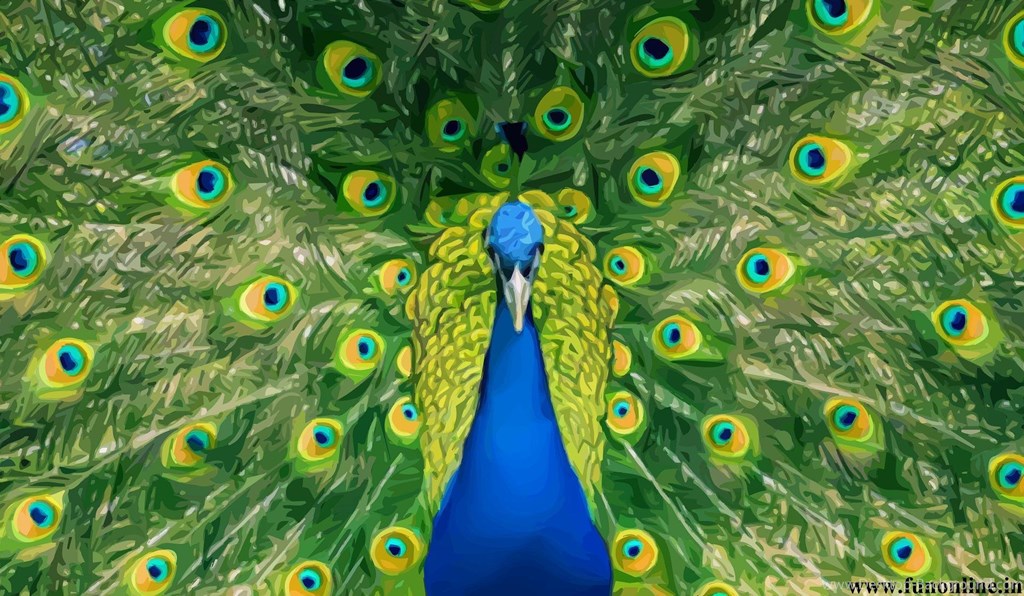 Peacock Fractals In Nature , HD Wallpaper & Backgrounds
