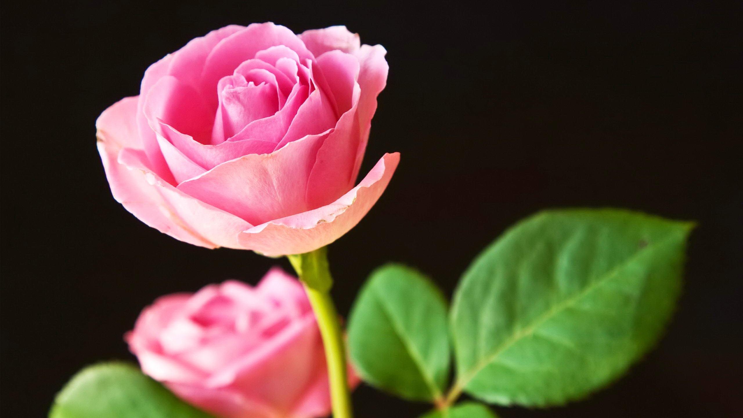 Single Rose Flower Wallpaper - Beautiful Rose Flower Good Night Rose Hd , HD Wallpaper & Backgrounds