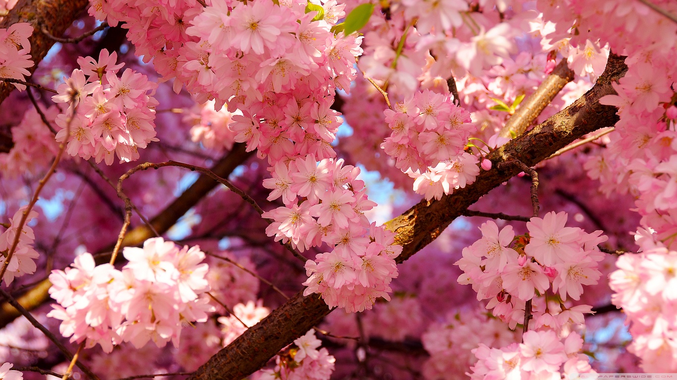 Flower Desktop Wallpaper Aesthetic 137035 Hd Wallpaper Flower Desktop Wallpaper Aesthetic 137035 Hd Wallpaper