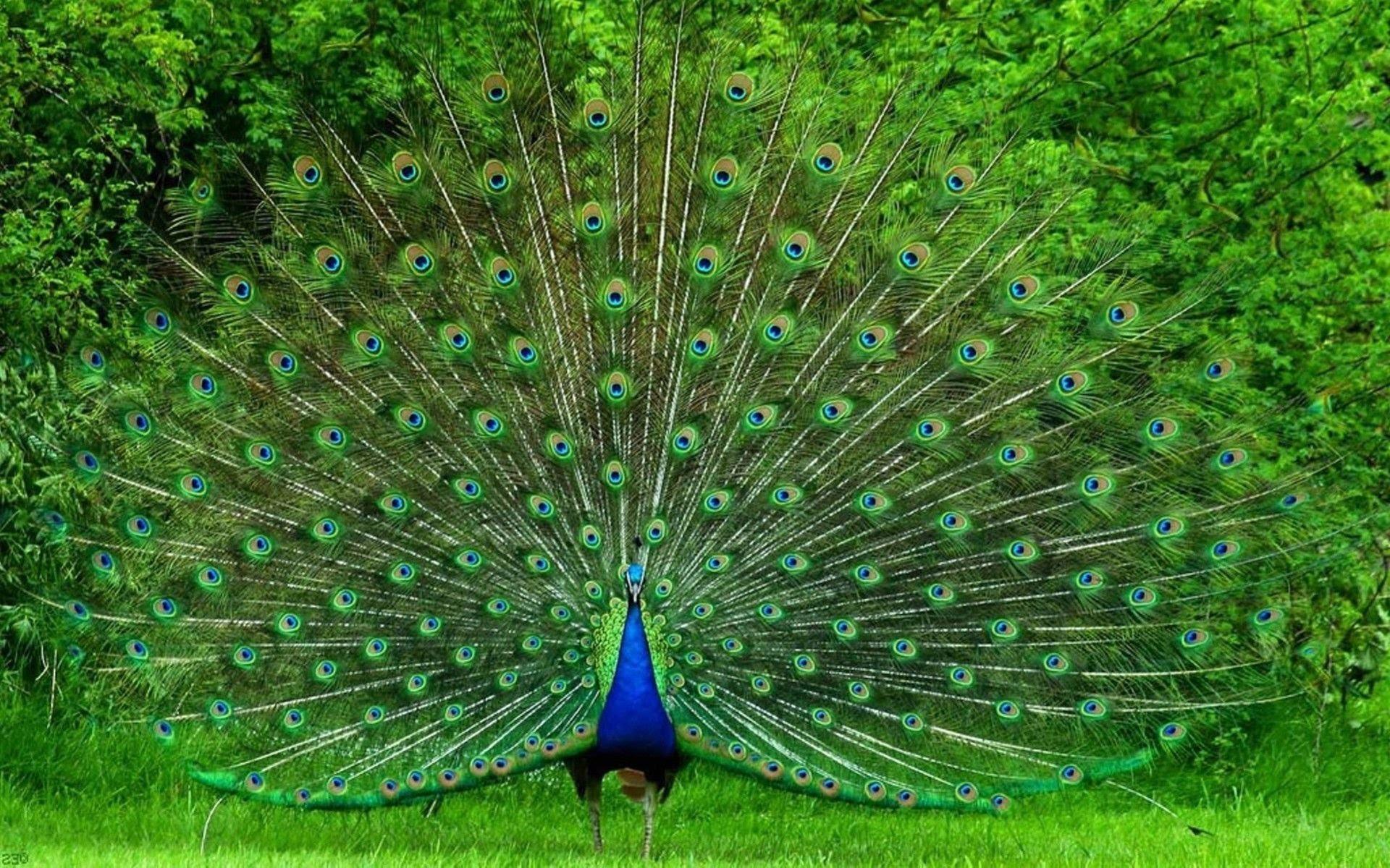 Peacock Wallpapers - Beautiful Peacock , HD Wallpaper & Backgrounds