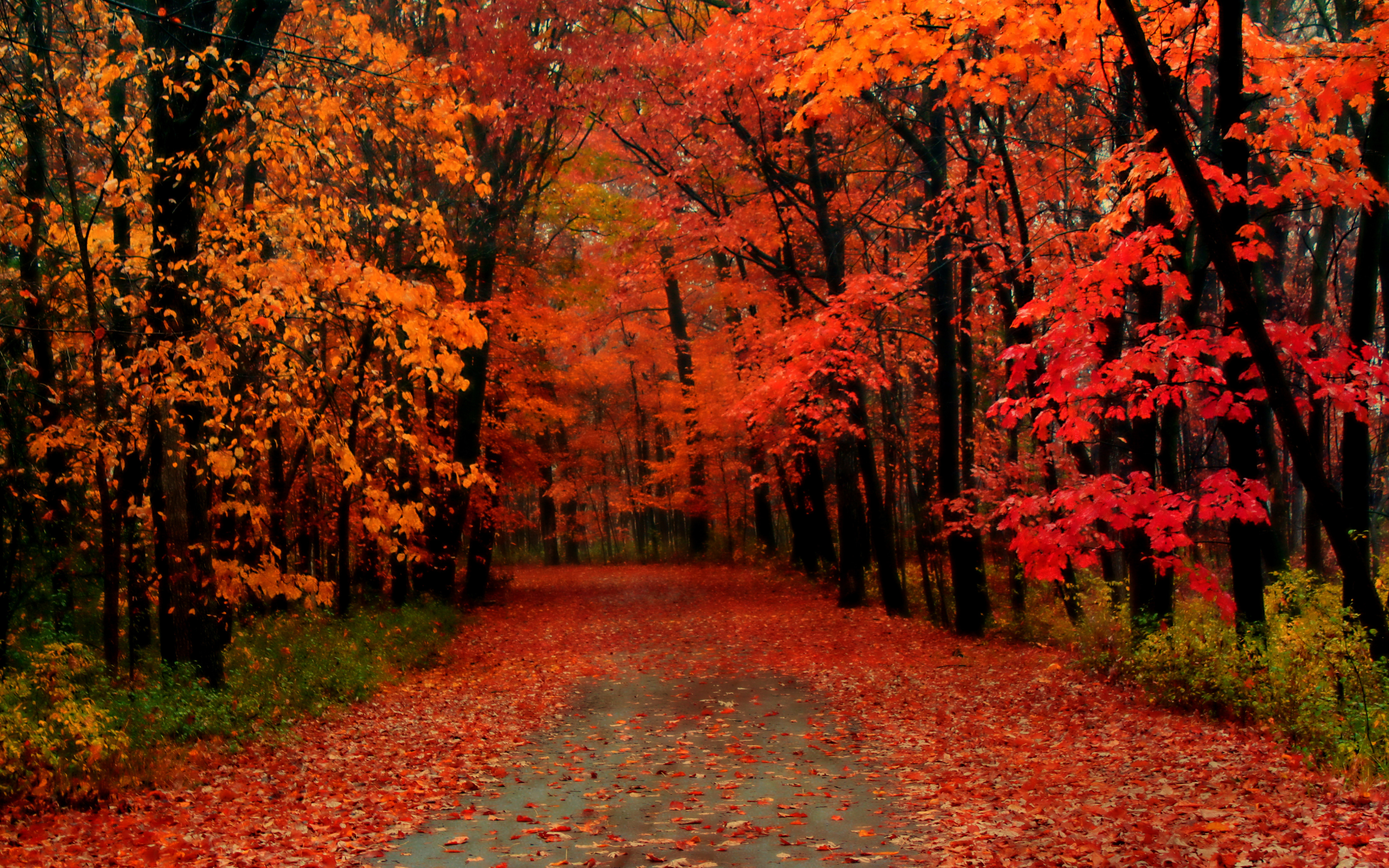 Autumn Trees , HD Wallpaper & Backgrounds