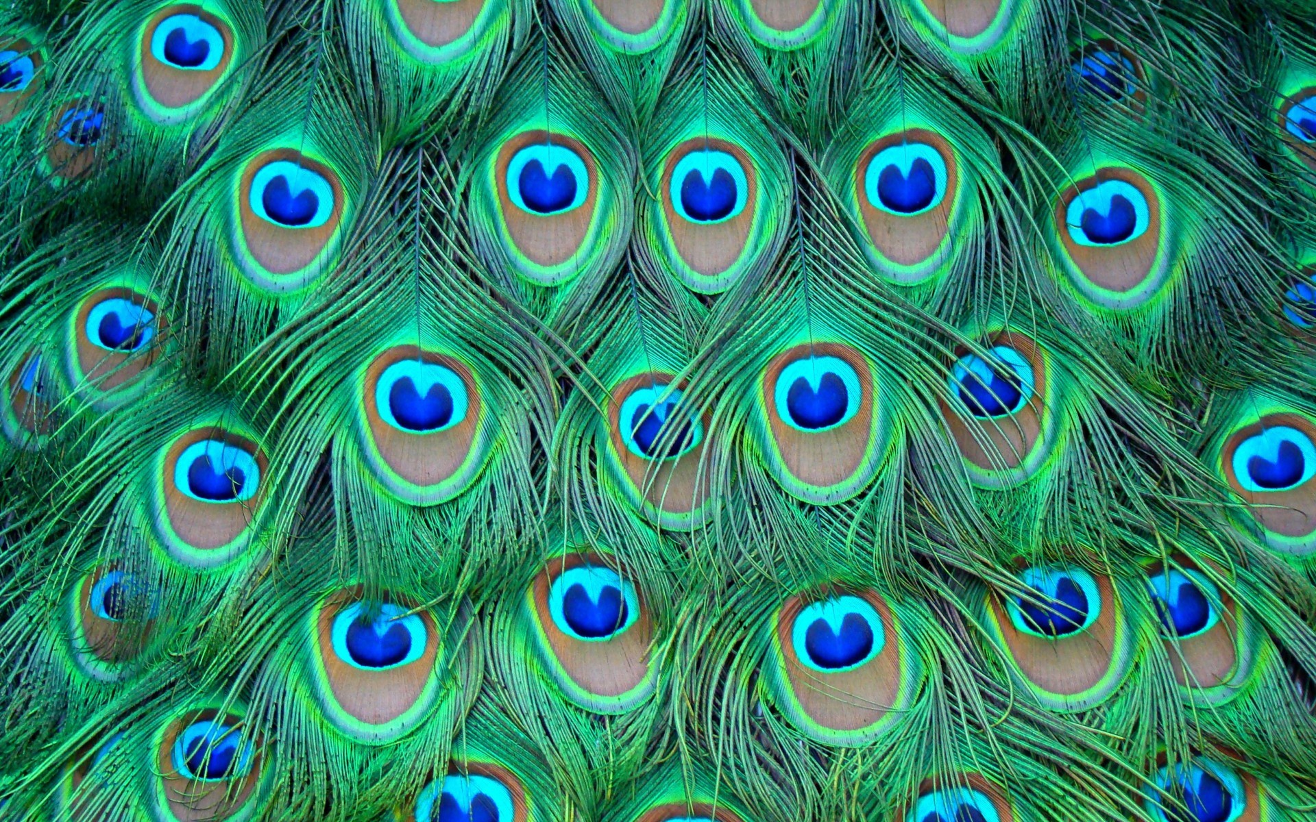 Download - Full Hd Peacock Feathers , HD Wallpaper & Backgrounds