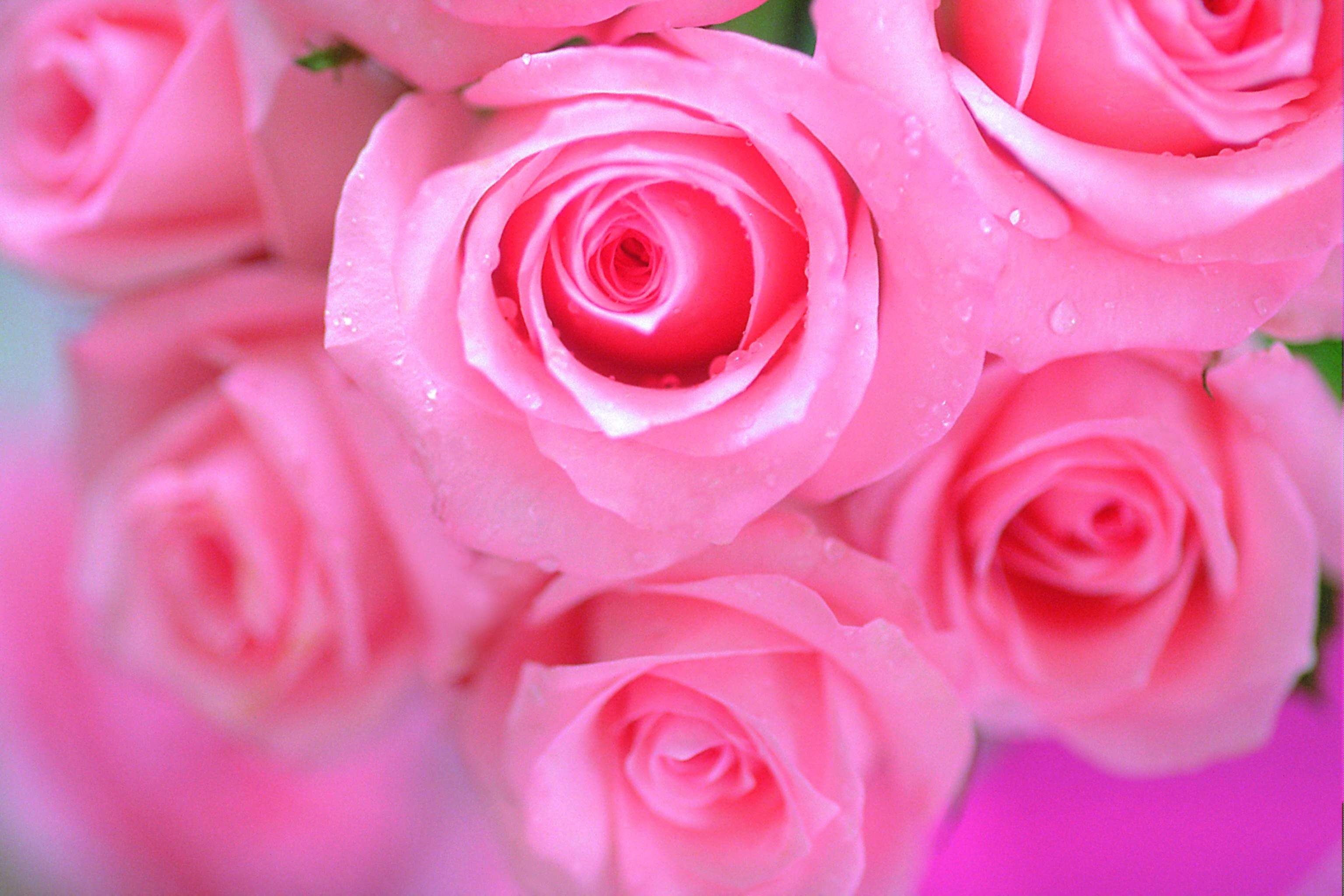 Beautiful Pink Rose Flower , HD Wallpaper & Backgrounds