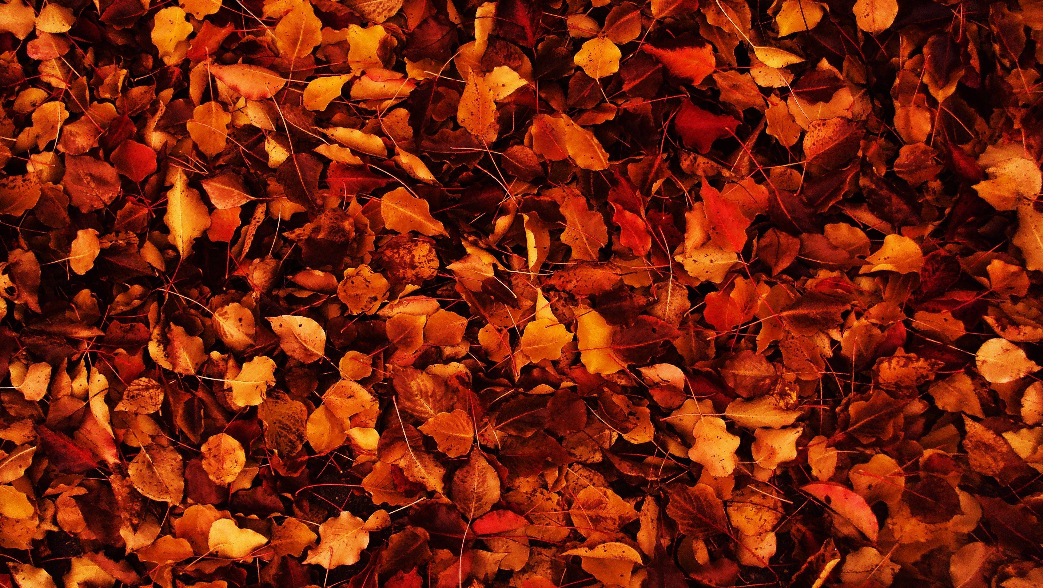 Autumn Wallpaper Tumblr - Desktop Backgrounds Tumblr Fall , HD Wallpaper & Backgrounds