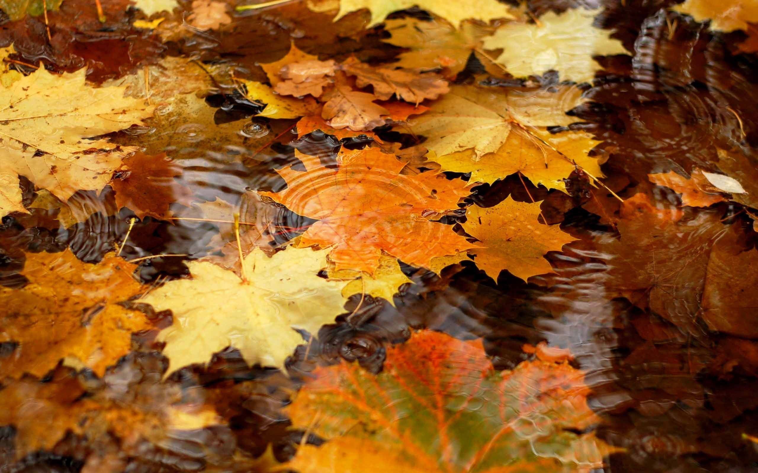 Autumn Wallpaper Free - Fall Leaves With Water , HD Wallpaper & Backgrounds
