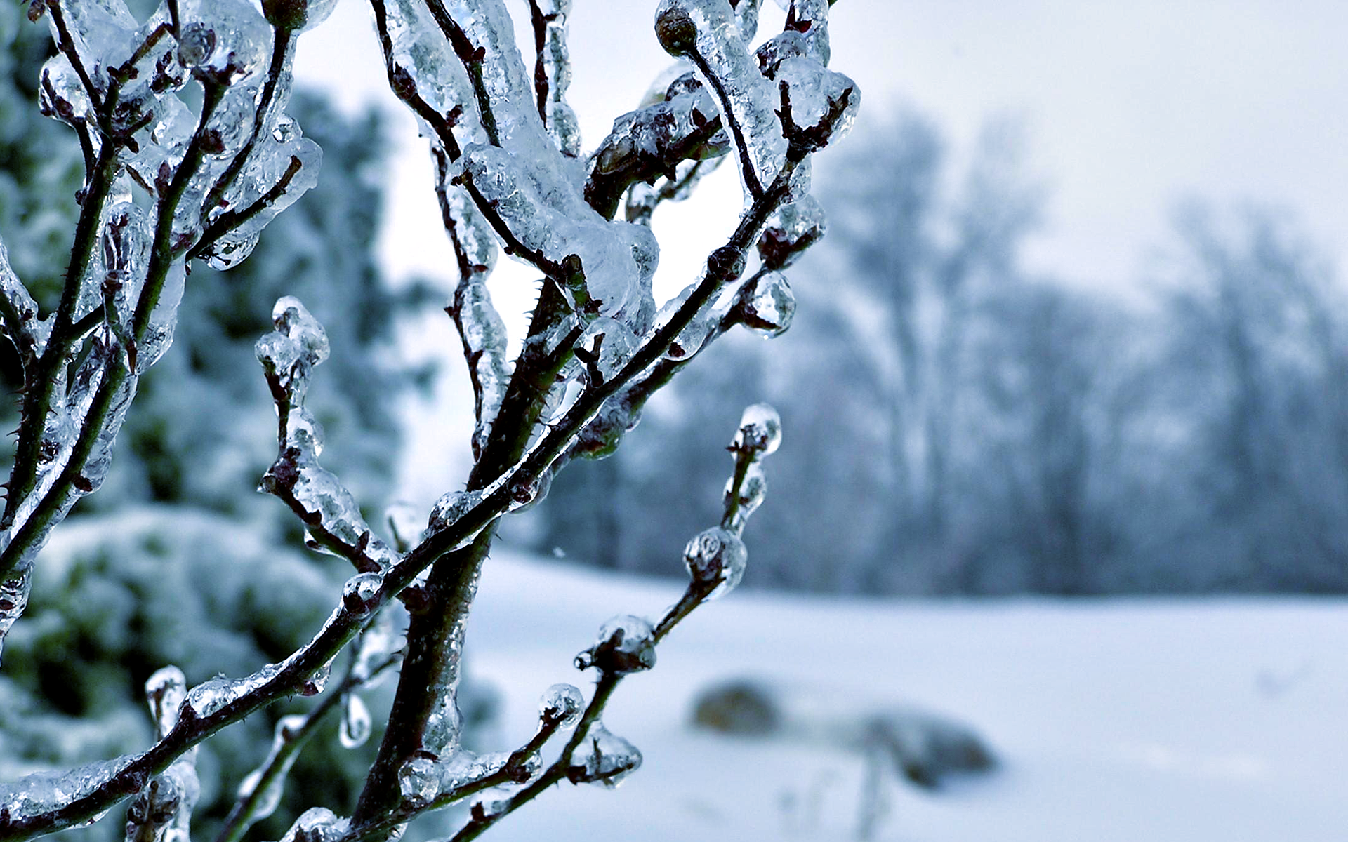 Close Up Ice Winter Wallpaper Hd Wallpaper - Frozen Trees , HD Wallpaper & Backgrounds