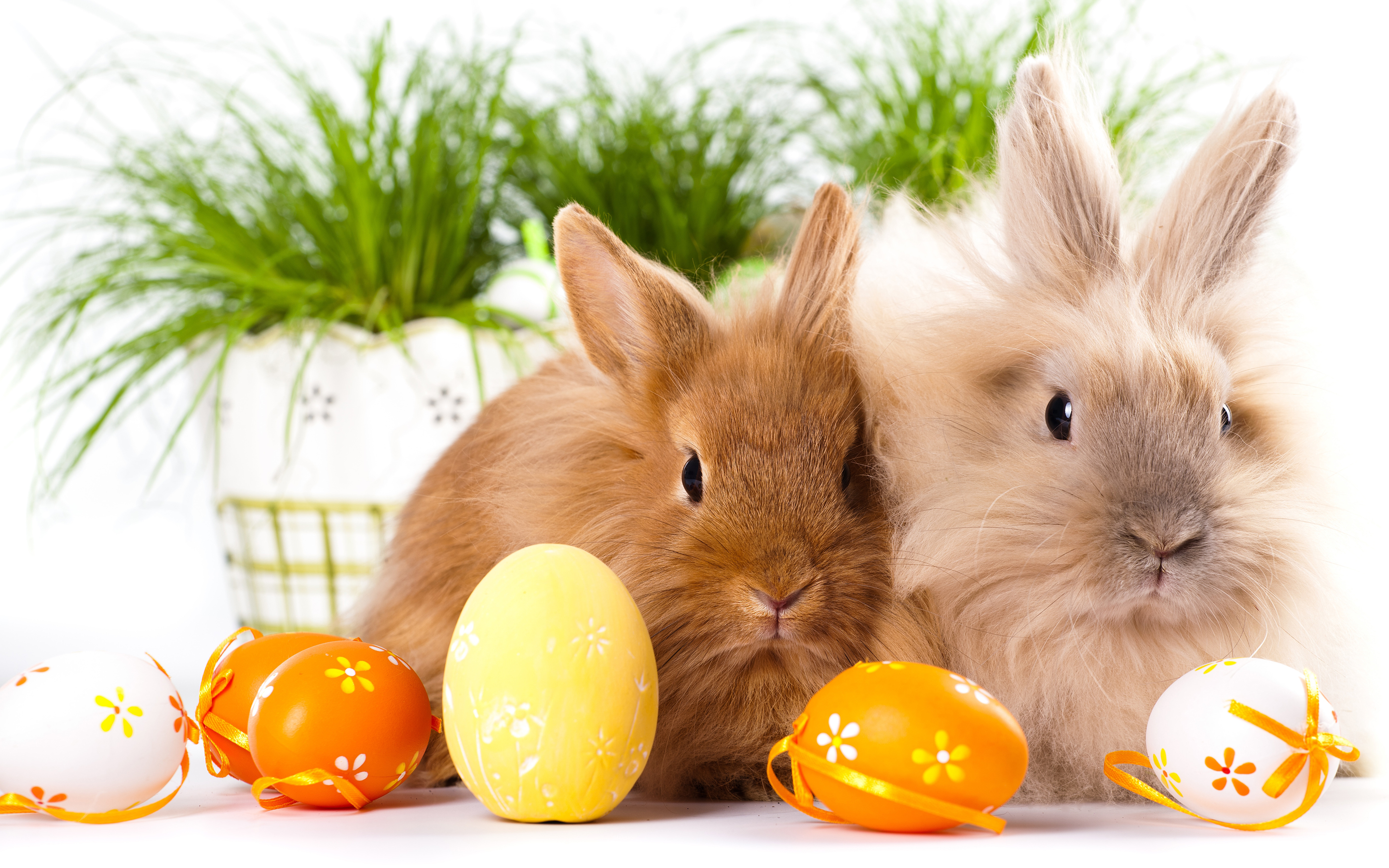 Happy Easter All My Fans Images Happy Easter Hd Wallpaper - Easter Bunnies , HD Wallpaper & Backgrounds