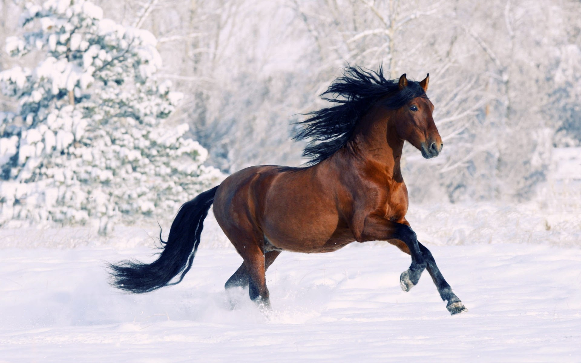 Horse Running Through Snow , HD Wallpaper & Backgrounds