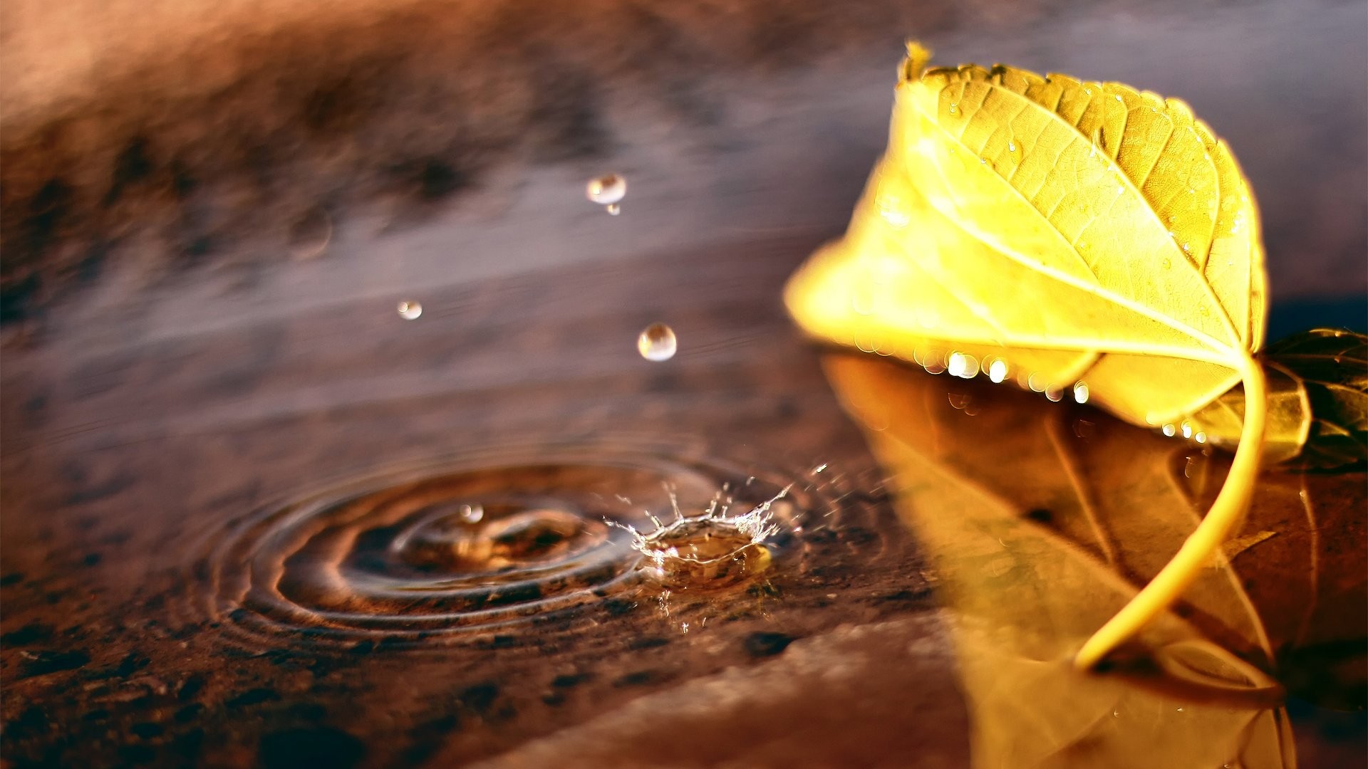 Macro Leaf Puddle Drop Fall Autumn Wallpaper Hd Background - High Definition Autumn Leaves , HD Wallpaper & Backgrounds