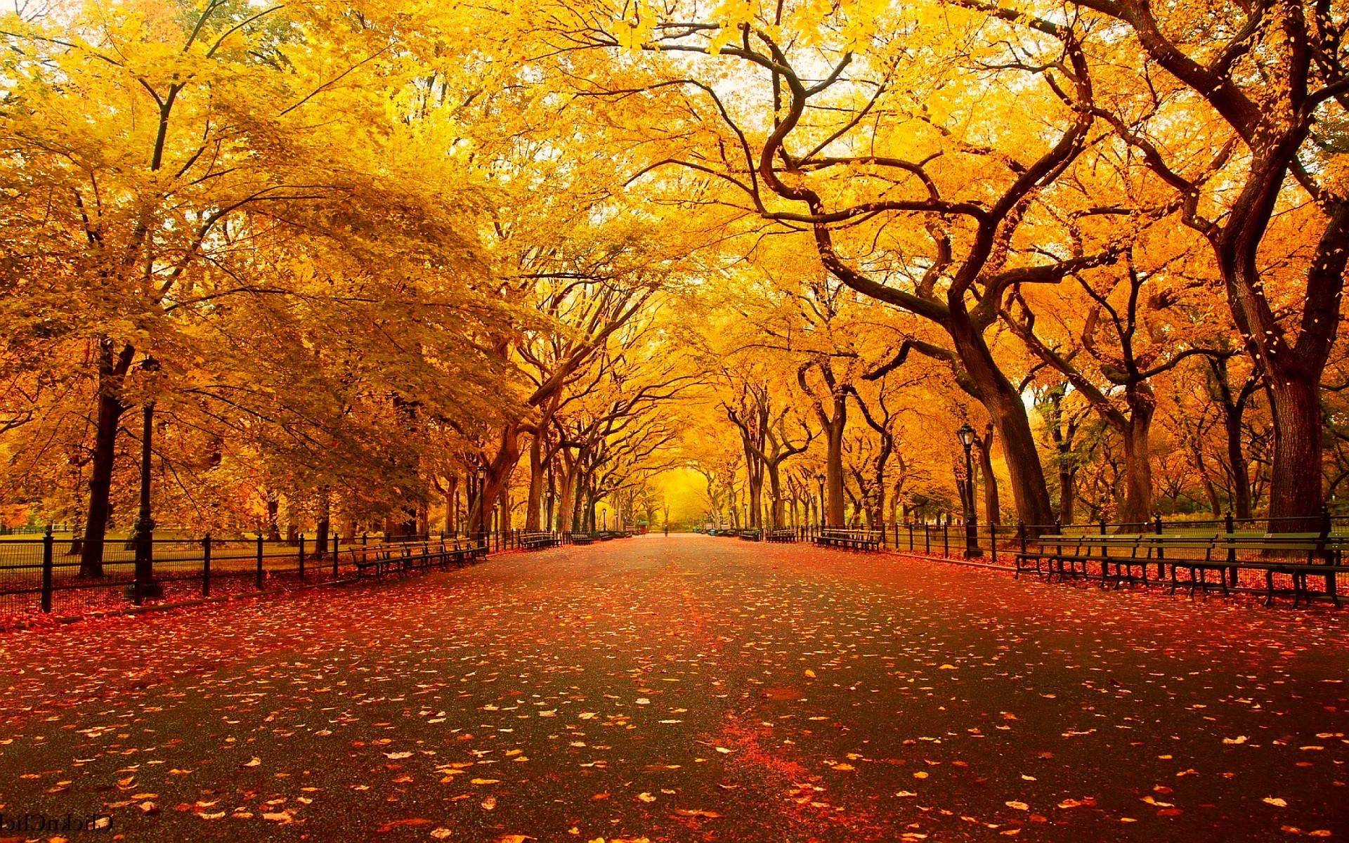 Fall Background Wallpaper - Fall Background Hd , HD Wallpaper & Backgrounds