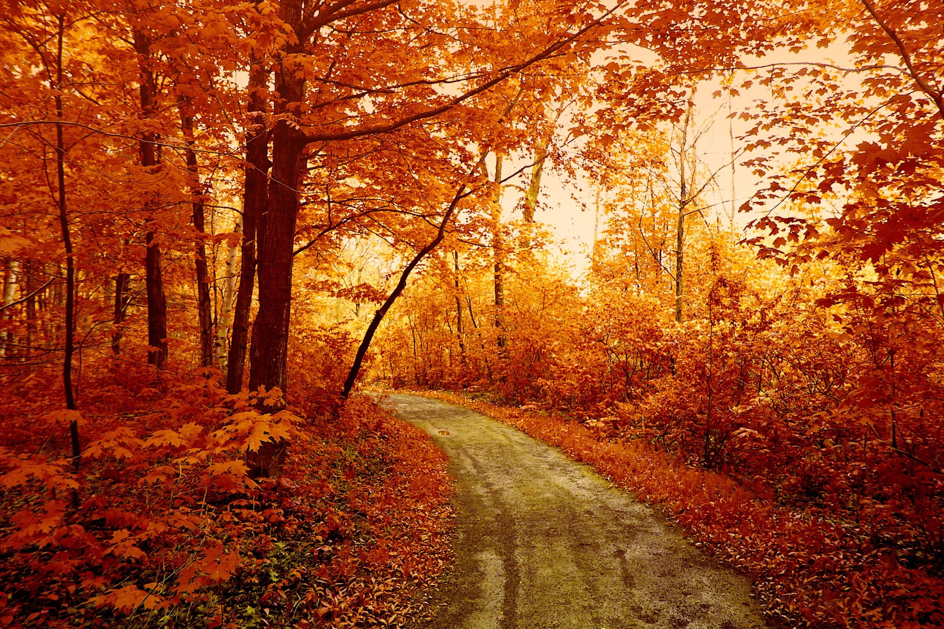 Autumn Forest Desktop Wallpaper Pinterest - Fall Forest Wallpaper Hd , HD Wallpaper & Backgrounds