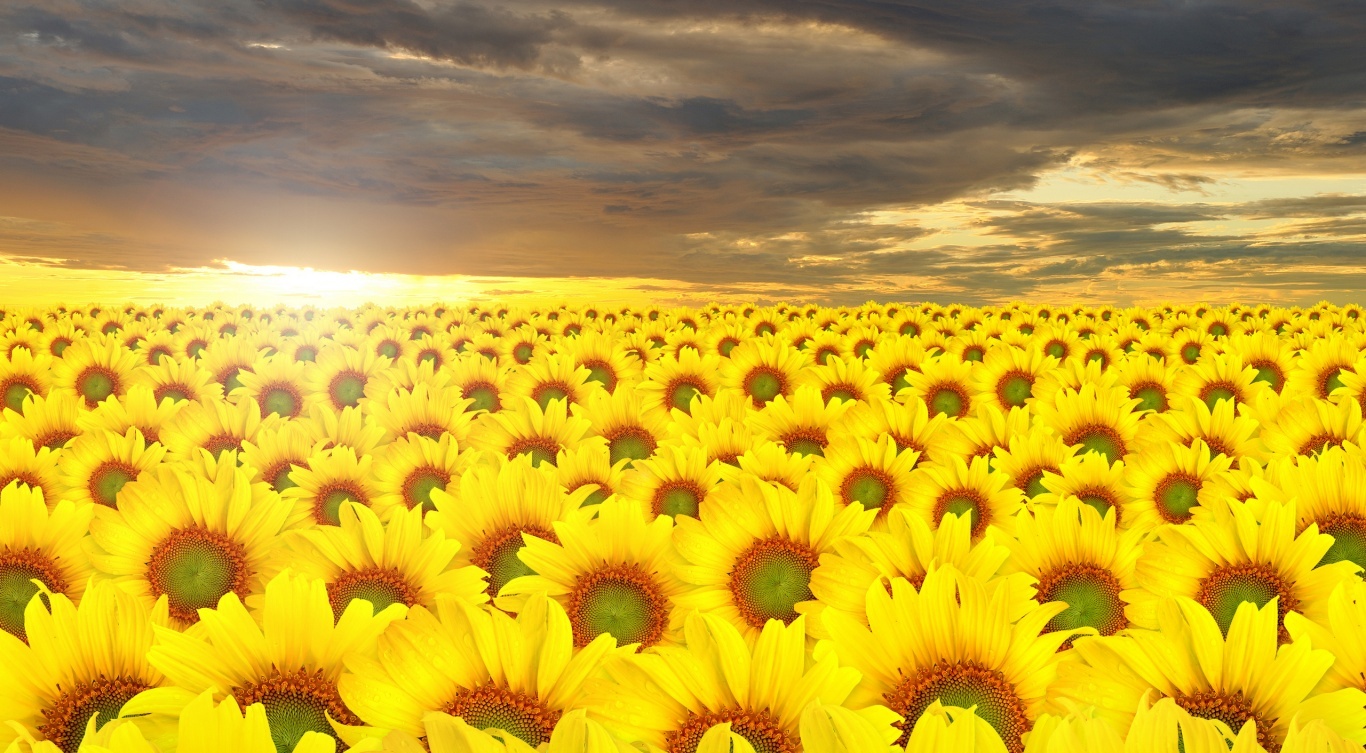 Sunflower Cover Photos For Fb , HD Wallpaper & Backgrounds