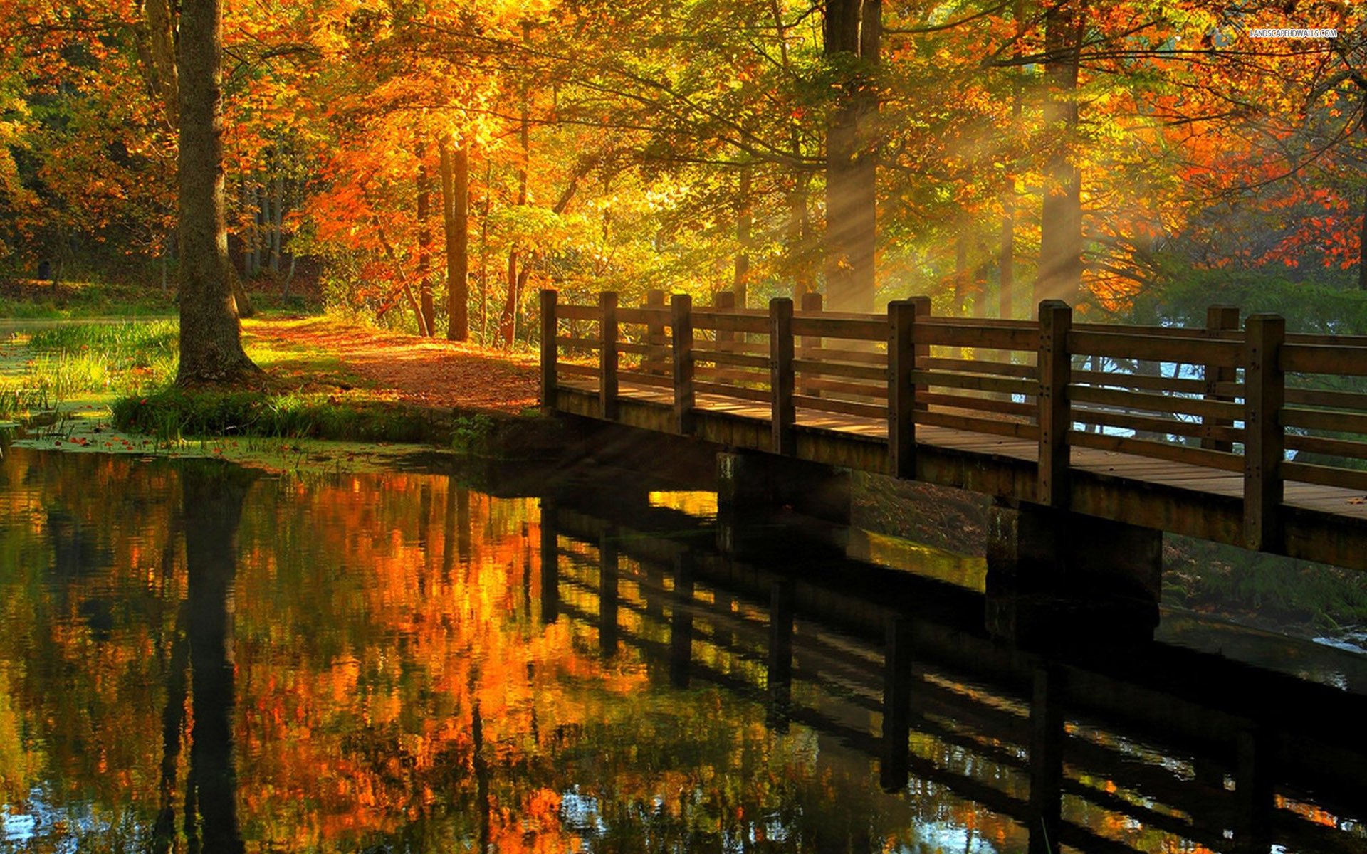 Awesome Autumn Forest Hqfx Pictures , HD Wallpaper & Backgrounds