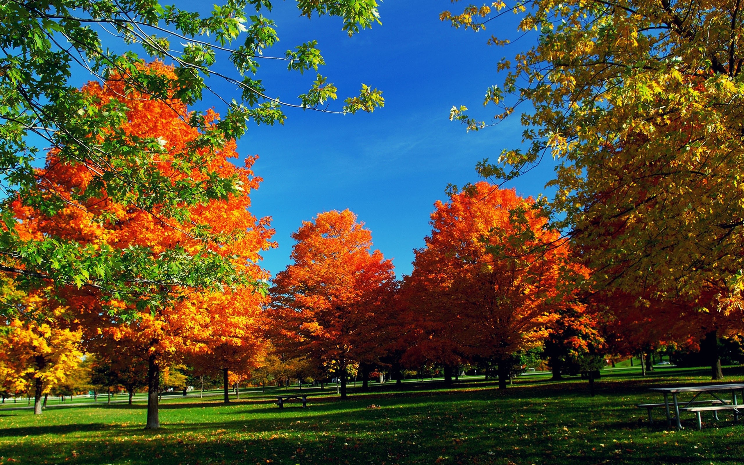 Autumn Hd Widescreen Wallpaper - Fall Trees , HD Wallpaper & Backgrounds