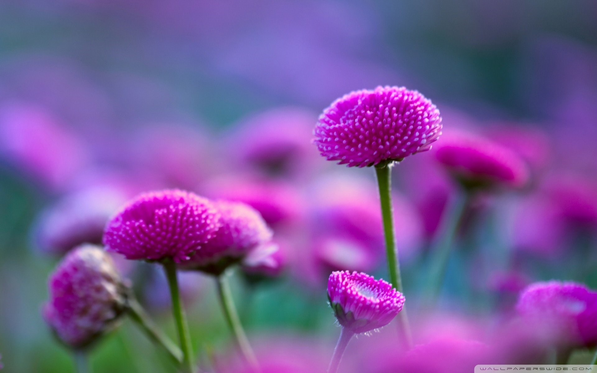 25++ Beautiful Flowers Nature Images Download - Basty Wallpaper