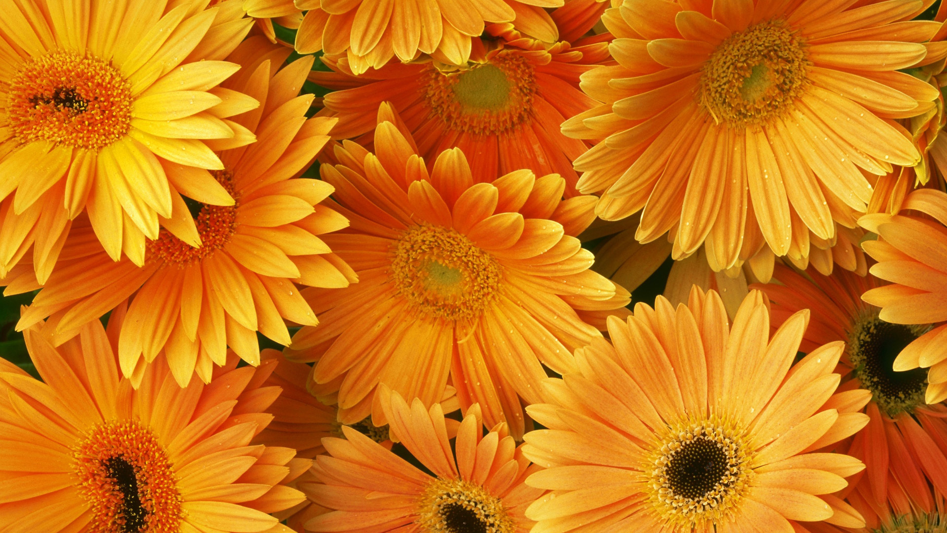 Hd Orange Flowers Wallpapers And Photos - Good Afternoon Wishes Friend , HD Wallpaper & Backgrounds
