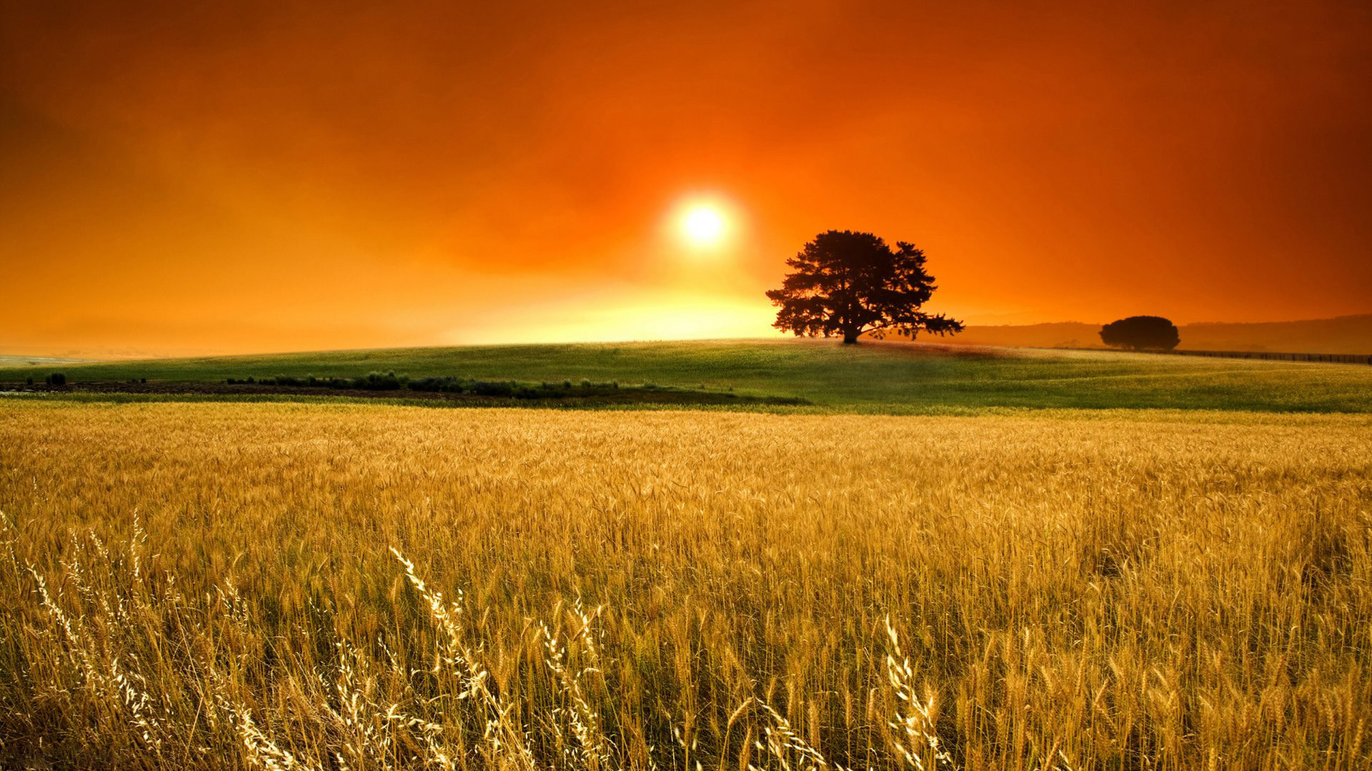 [1080p] My Yearly Late Summer Early Autumn Wallpaper - Sunset On A Wheat Field , HD Wallpaper & Backgrounds