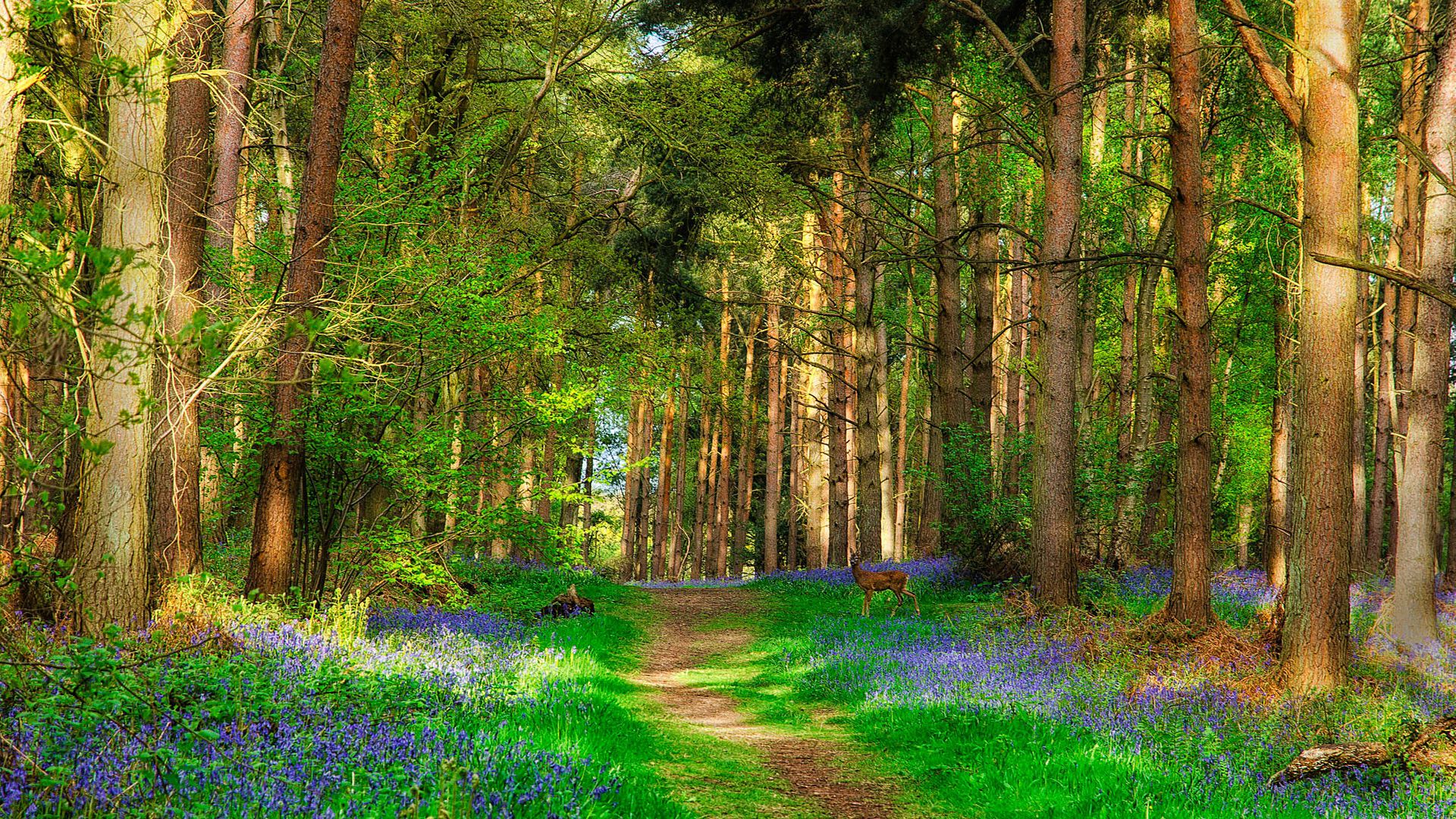 Deer And Forest Beautiful Spring Nature Wallpaper - Natural Bokeh Background Hd , HD Wallpaper & Backgrounds