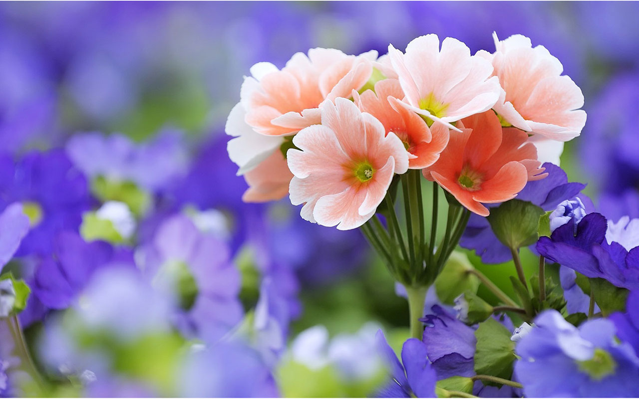 Spring Beautiful Flower Background, Desktop Wallpaper, Pc Wallpaper, Spring  Background Image And Wallpaper for Free Download, image size:1280x800