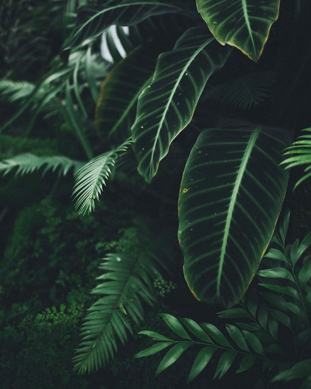 Nature Aesthetic, Dark Green Aesthetic, Aesthetic Plants, - Green Aesthetic Background , HD Wallpaper & Backgrounds