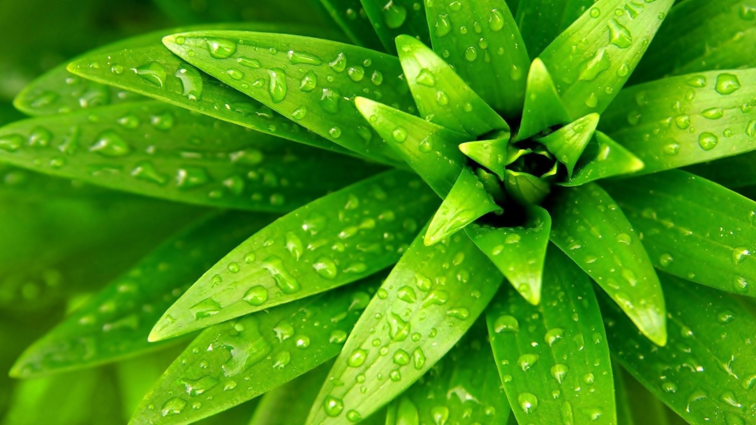 Green Leaves Wallpapers Pixelstalknet - Green Nature , HD Wallpaper & Backgrounds