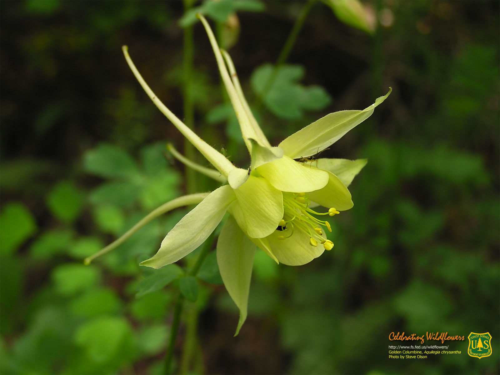 1600 X 1200 Pixels - Yellow Columbine , HD Wallpaper & Backgrounds