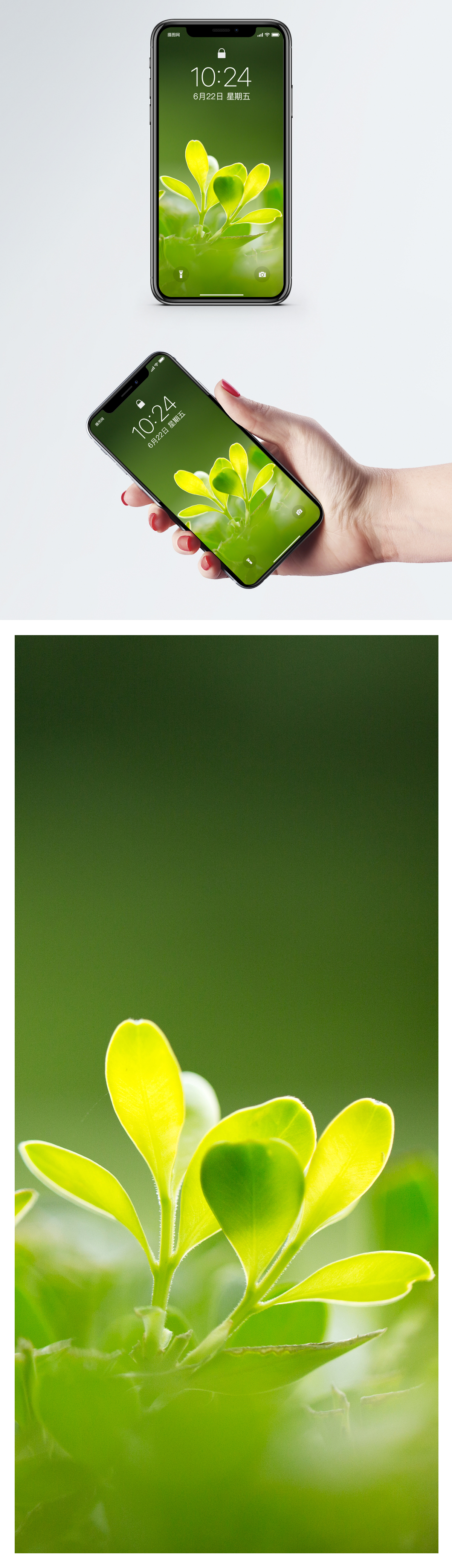 Green Plant Cellphone Wallpaper - Fondos De Pantalla Hoja De Arce , HD Wallpaper & Backgrounds