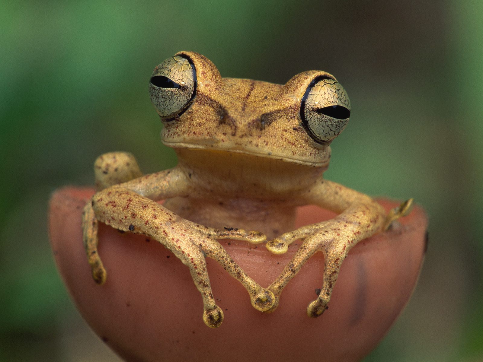 Mirip Kodok - Animals In The Rainforest Central America , HD Wallpaper & Backgrounds