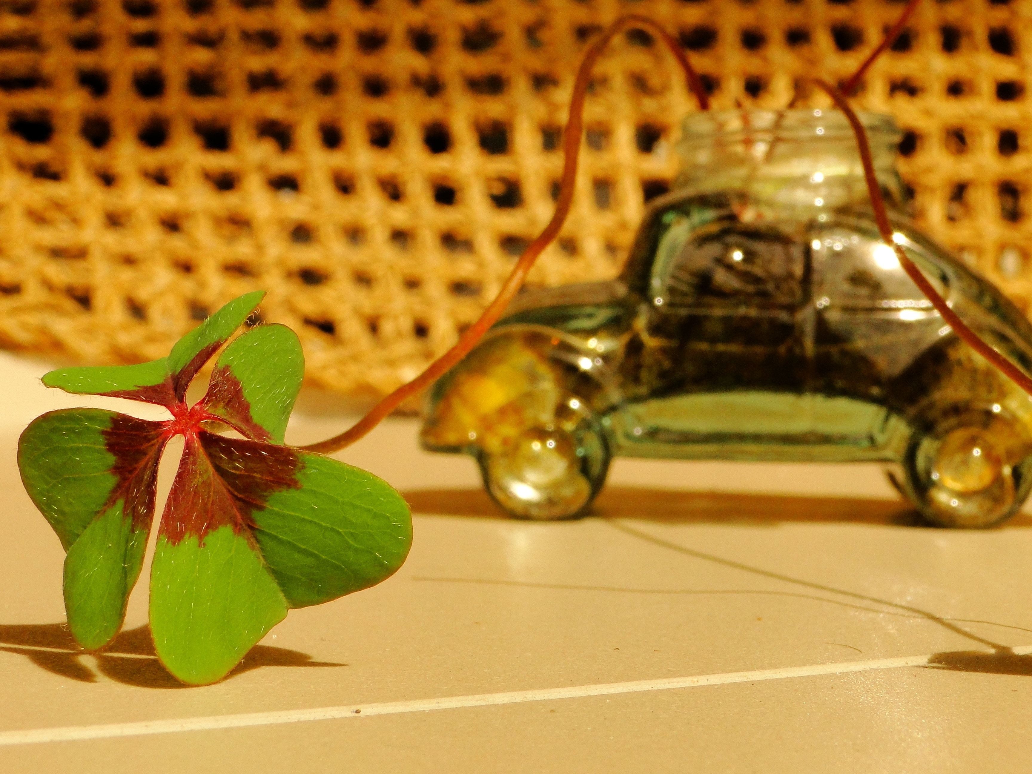Clover, Plant, Green, Leaf, Luck, Fusca, Indoors, No - Orchid , HD Wallpaper & Backgrounds