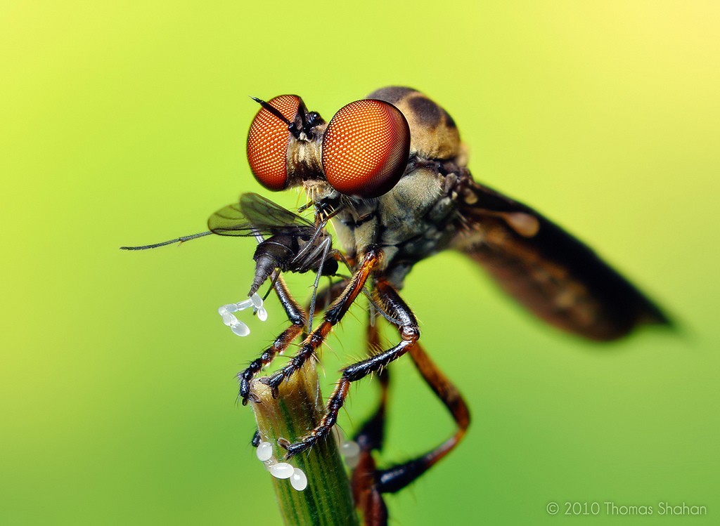 Other Bug Prey Up Insect Robber Fusca Fly Holcocephala - Insect Macro Photography , HD Wallpaper & Backgrounds