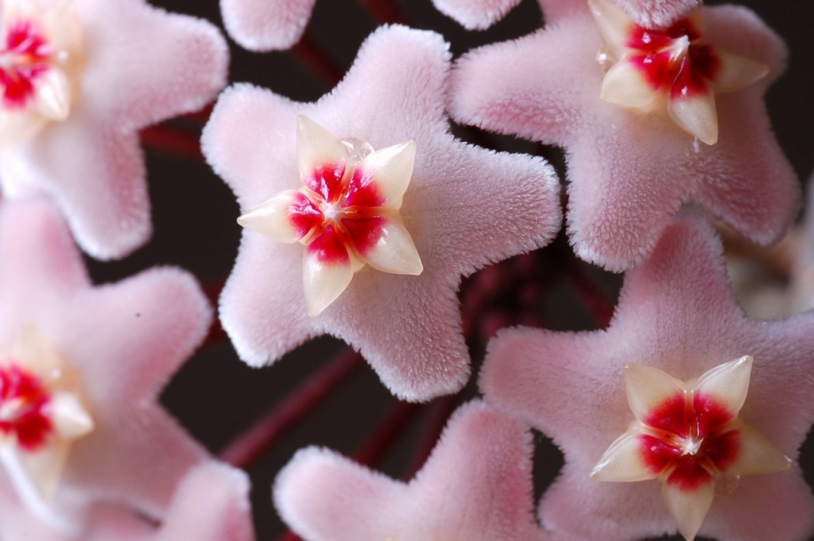 Pink Asclepiad Fragrant Carnosa Flower Wax Hoya Scented - Dianthus , HD Wallpaper & Backgrounds