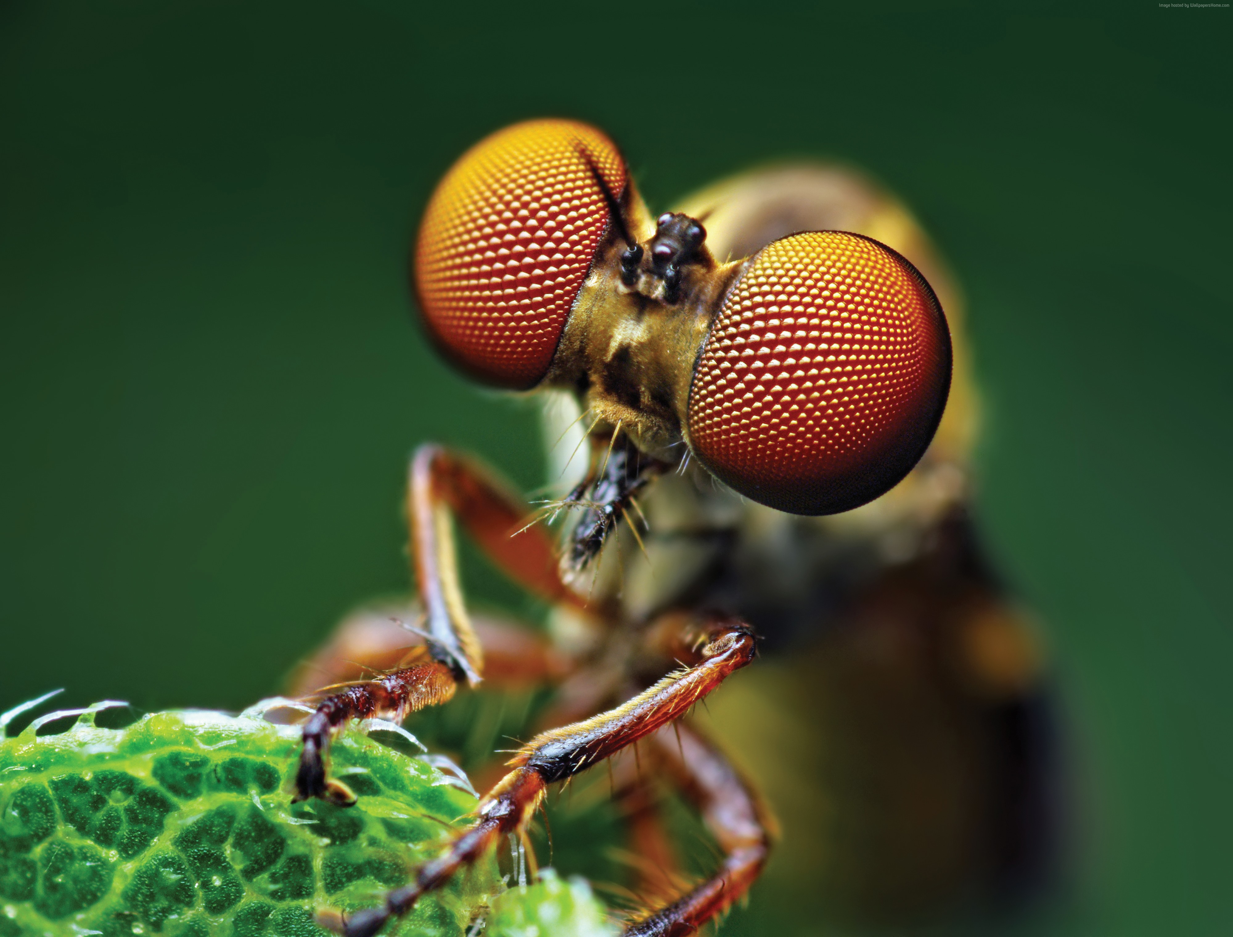 #113987 #eye, #fly, #macro - Close Up Of Insects , HD Wallpaper & Backgrounds