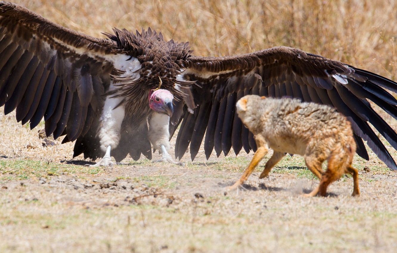 Photo Wallpaper Fox, Wings, Feathers, Predator, Defense, - Perros Salvajes Africa , HD Wallpaper & Backgrounds