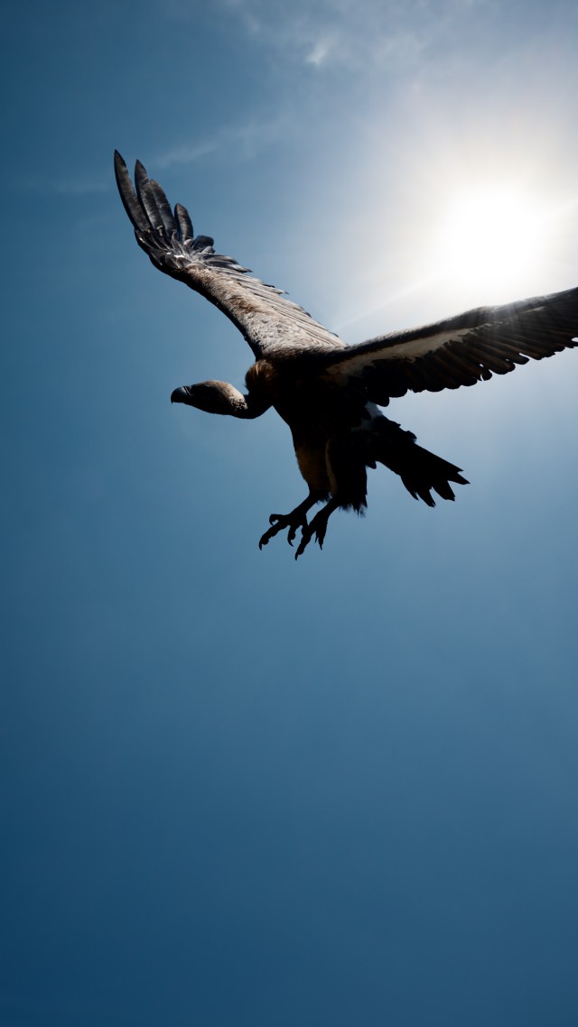 Vulture, Flight, Sky, Sun - Vulture Wallpaper 4k , HD Wallpaper & Backgrounds