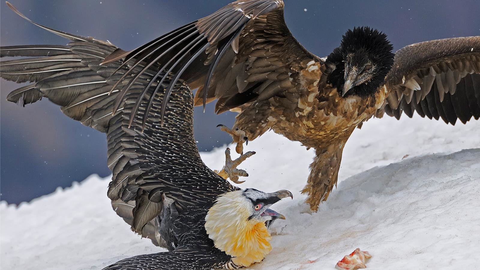 Bearded Vulture , HD Wallpaper & Backgrounds