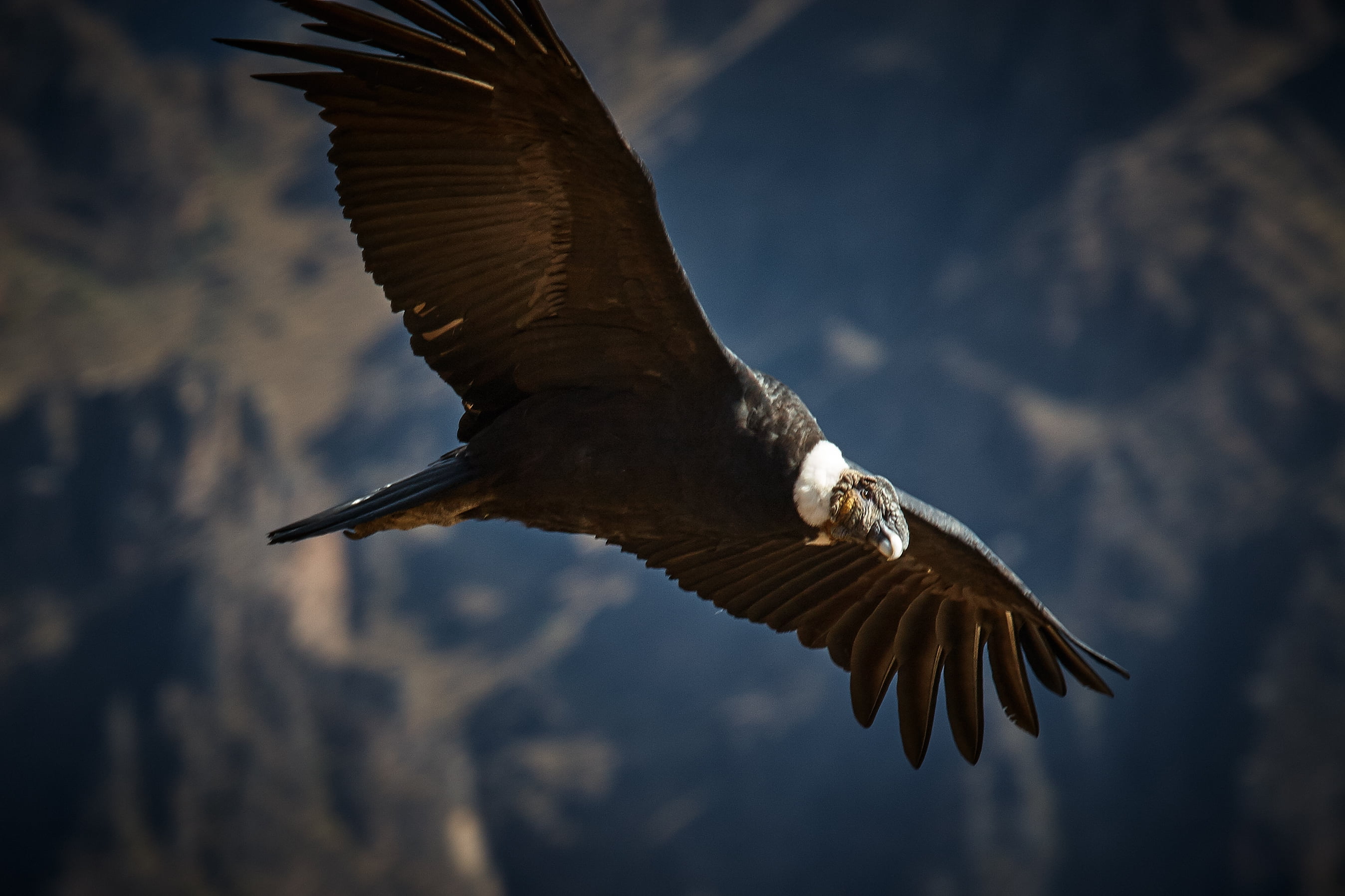 Wildlife Photography Of Flying Vulture, Condor, Condor, - Hd Condor , HD Wallpaper & Backgrounds