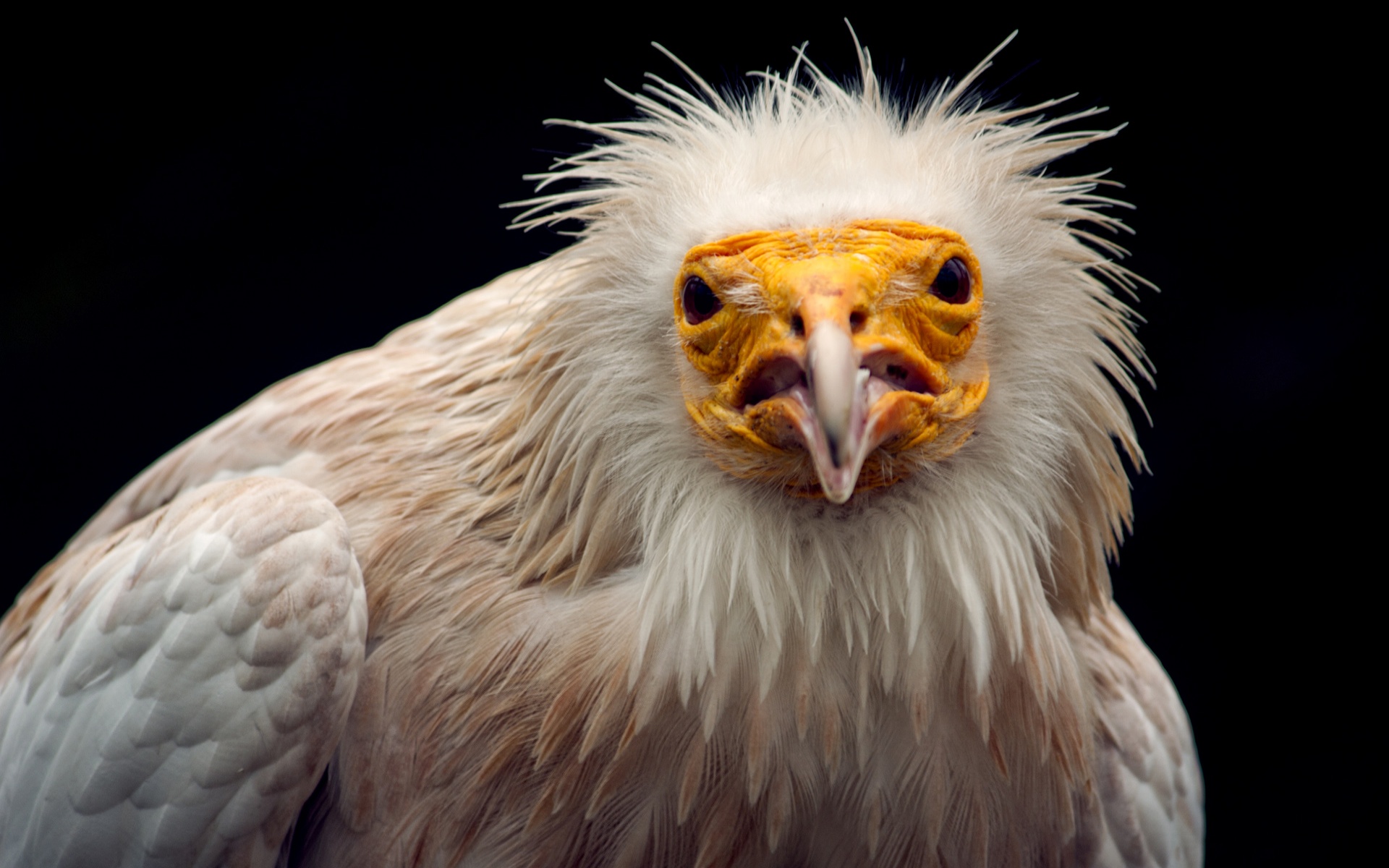 Warning By An Egyptian Vulture - Egyptian Vulture , HD Wallpaper & Backgrounds