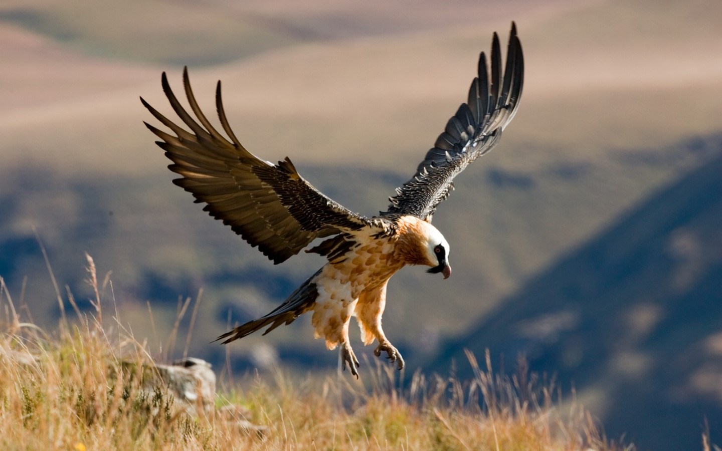 Flying Bearded Vulture - Bearded Vulture Flying , HD Wallpaper & Backgrounds