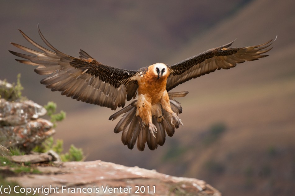 Bearded Vulture Wallpaper - Bearded Vulture National Geographic , HD Wallpaper & Backgrounds