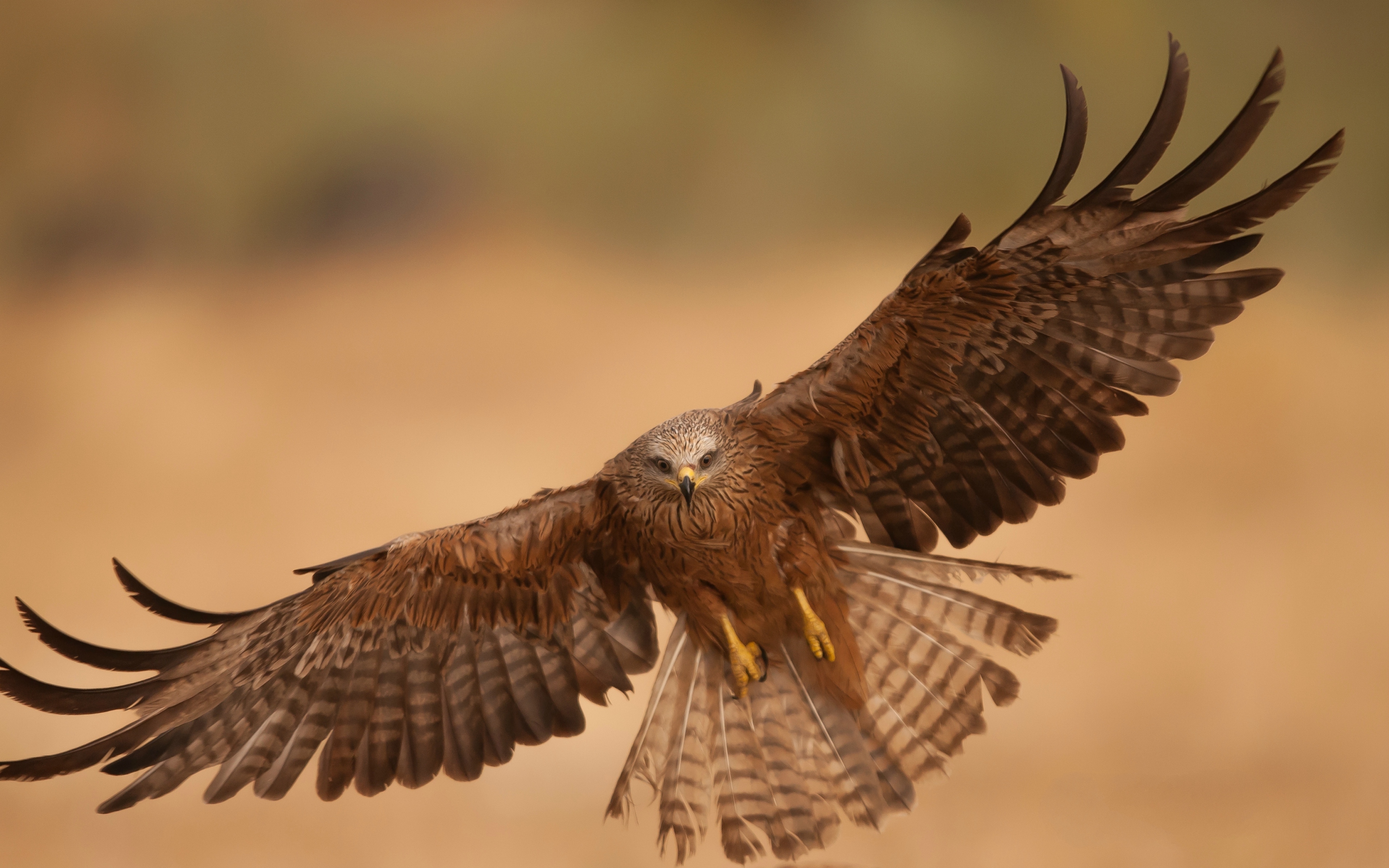 4k Ultra Hd - Desert Eagle Bird , HD Wallpaper & Backgrounds