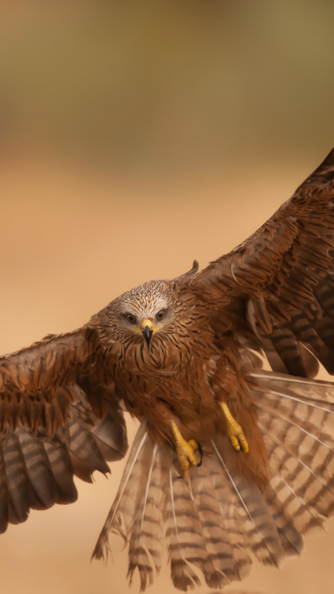 Hd Background Flying Eagle Bird Open Wings Brown Desert - Desert Eagle Bird , HD Wallpaper & Backgrounds