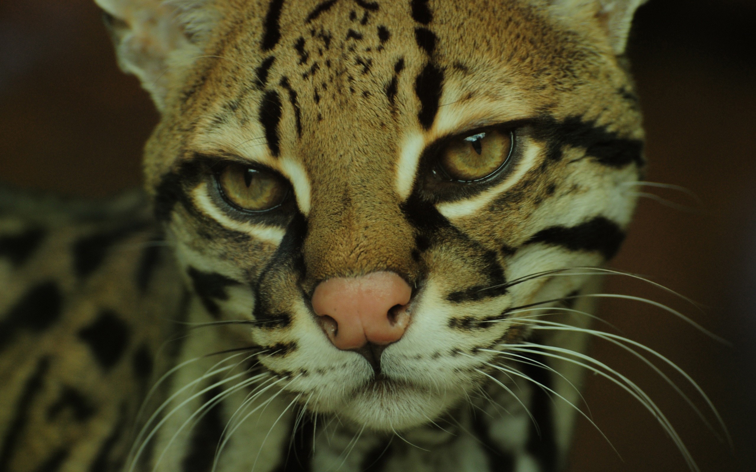 Ocelot Close Up Wallpaper - Ocelot Close Up , HD Wallpaper & Backgrounds