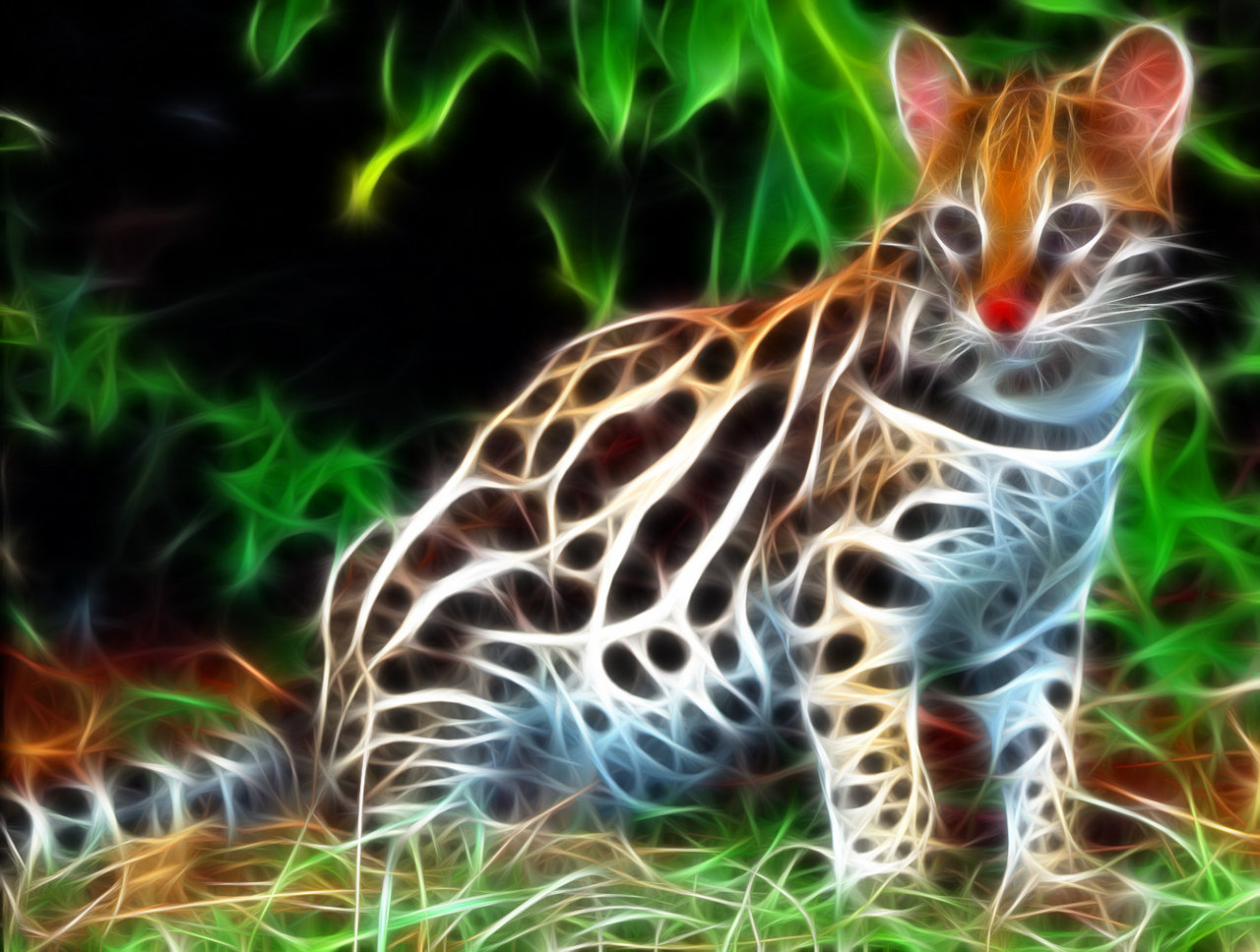 Ocelot Wallpaper - Ocelot Wild Cat Texas , HD Wallpaper & Backgrounds