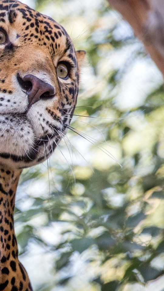Leopard, Moustache, Ocelot, Cheetah, Big Cat Wallpaper - Cat , HD Wallpaper & Backgrounds