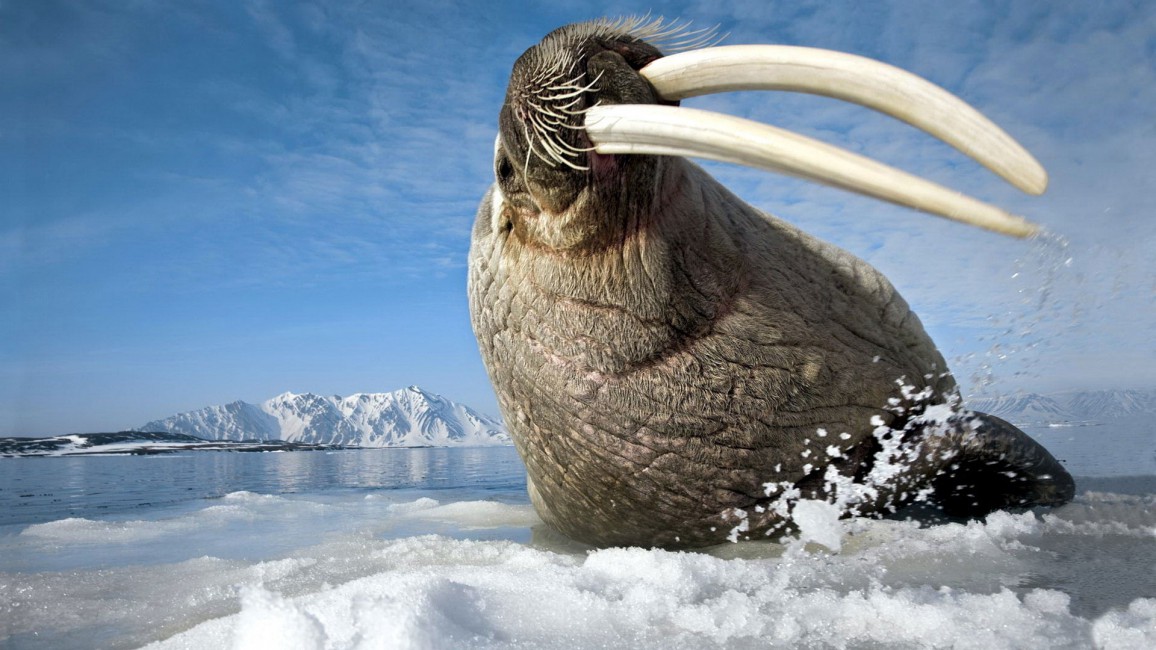 Ice Tusks Walrus Mountain Spray - Hd Walrus , HD Wallpaper & Backgrounds